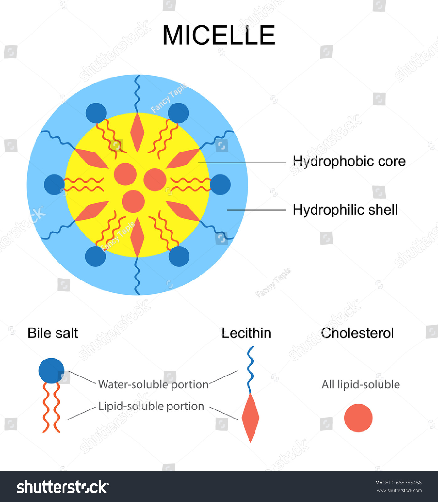 Schematic Representation Micelle Stock Illustration 688765456