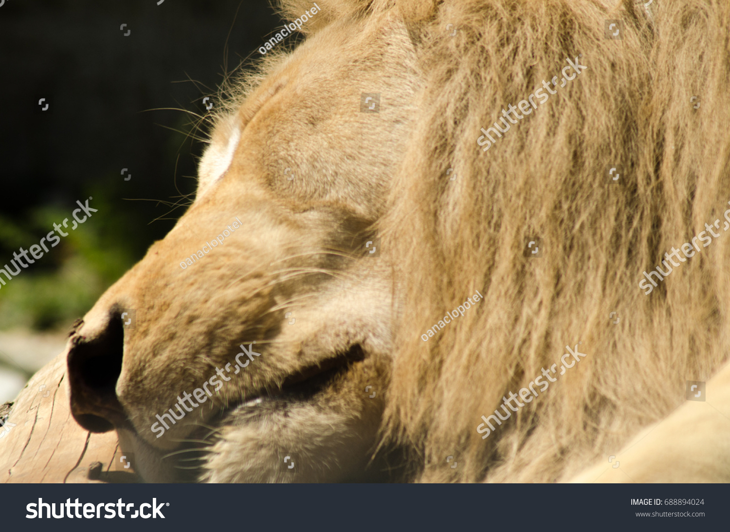 Male Lion Sleeping Peacefully Stock Photo 688894024 | Shutterstock