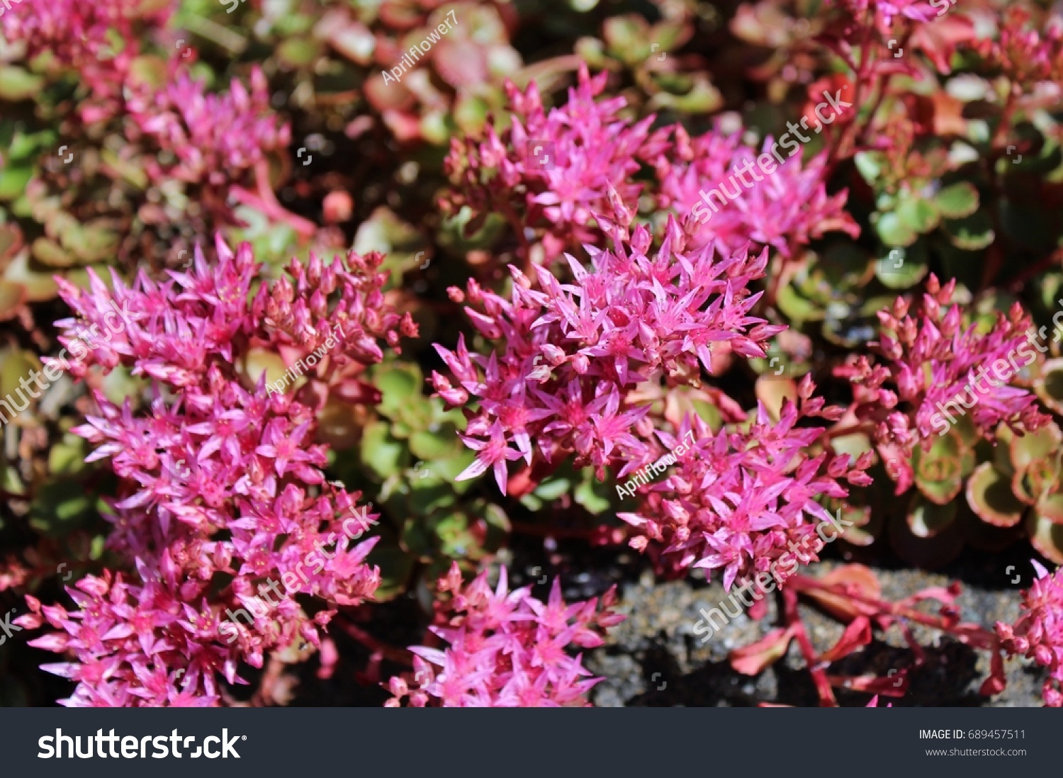 Sedum spurium Fuldaglut