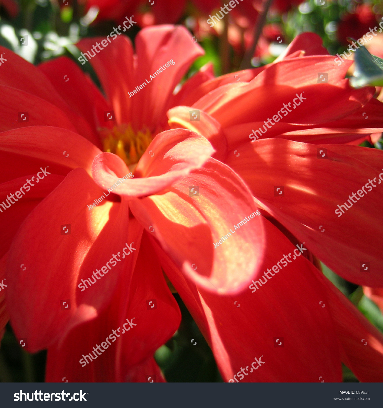Open Fully Bloomed Red White Purple库存照片 Shutterstock