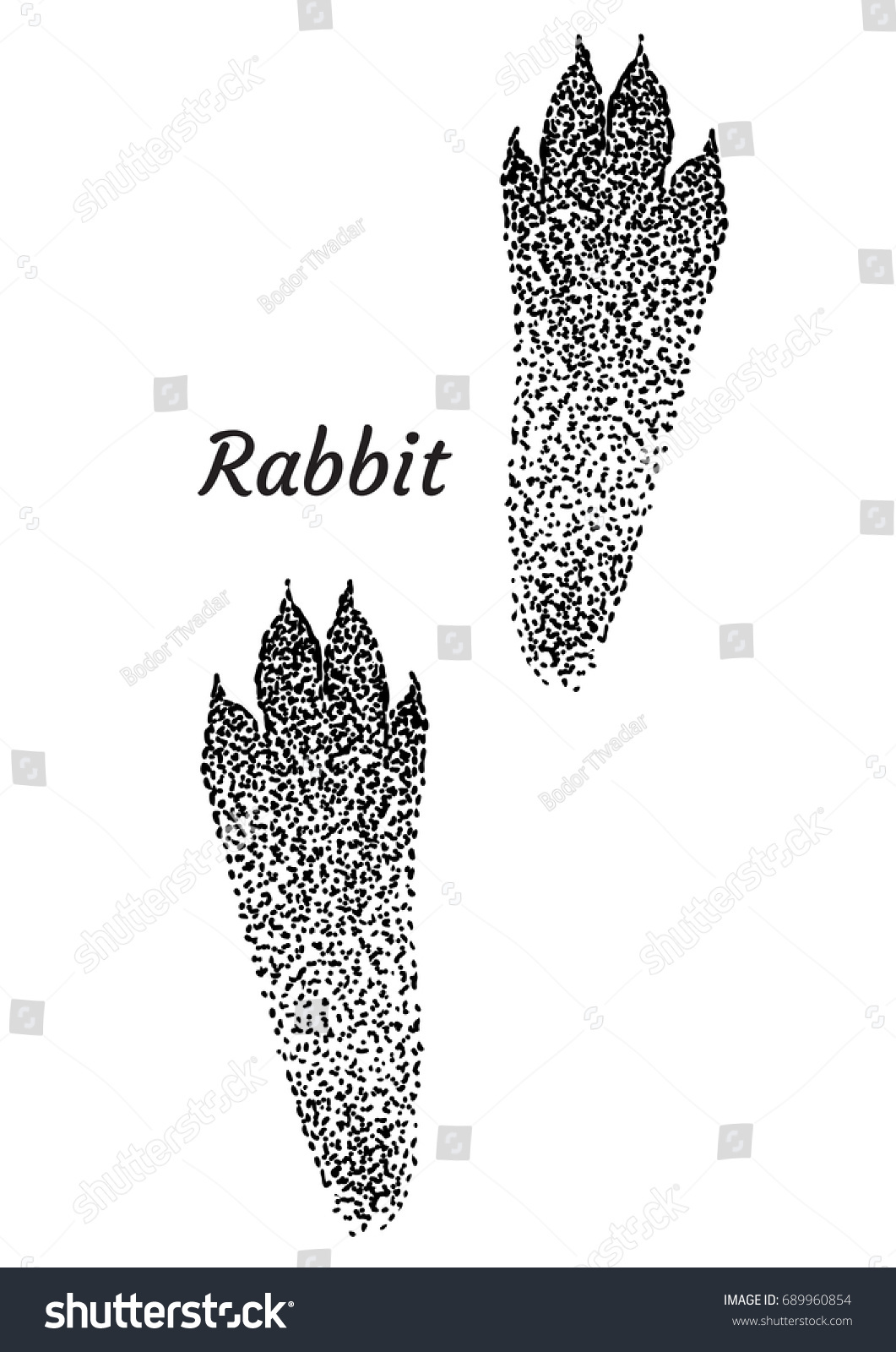 Vektor Stok Rabbit Footprint Illustration Drawing Engraving Ink (Tanpa