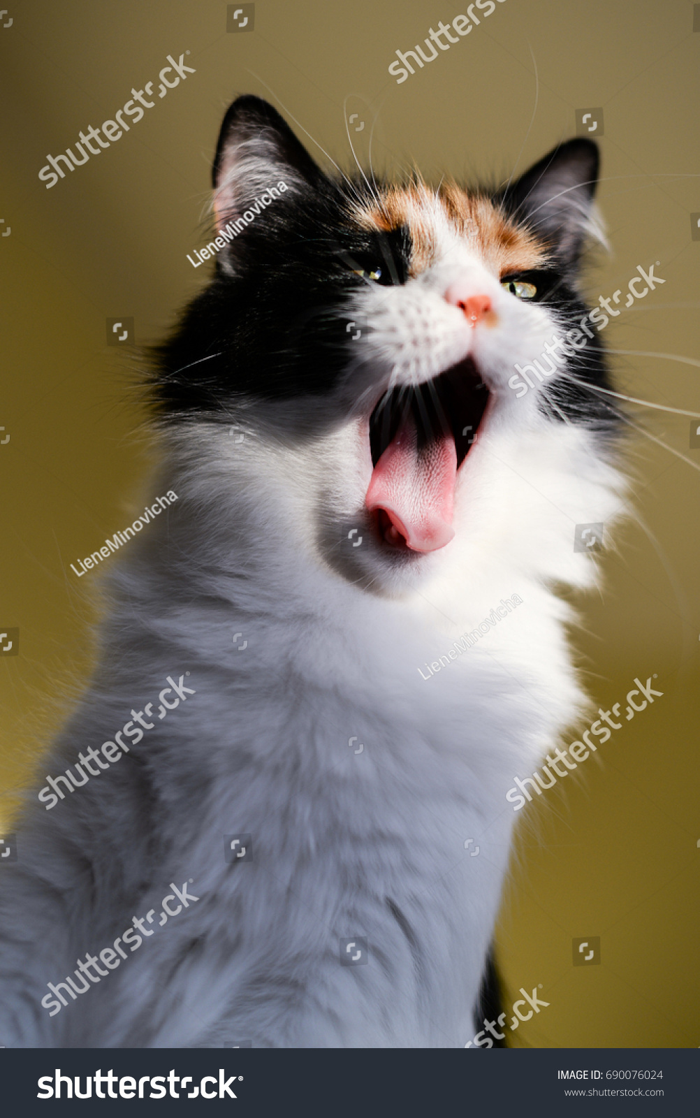 Variegated Colored Cat Yawning Mouth Wide Stock Photo 690076024