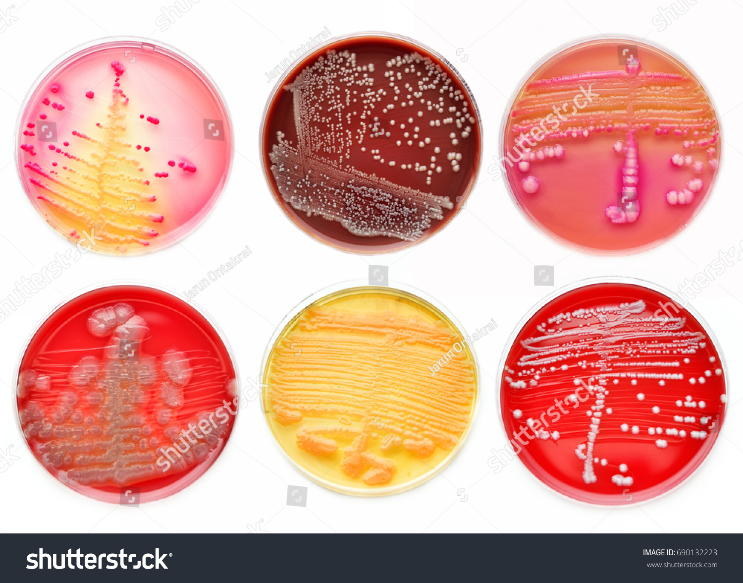429 mixed bacteria culture images stock photos vectors shutterstock