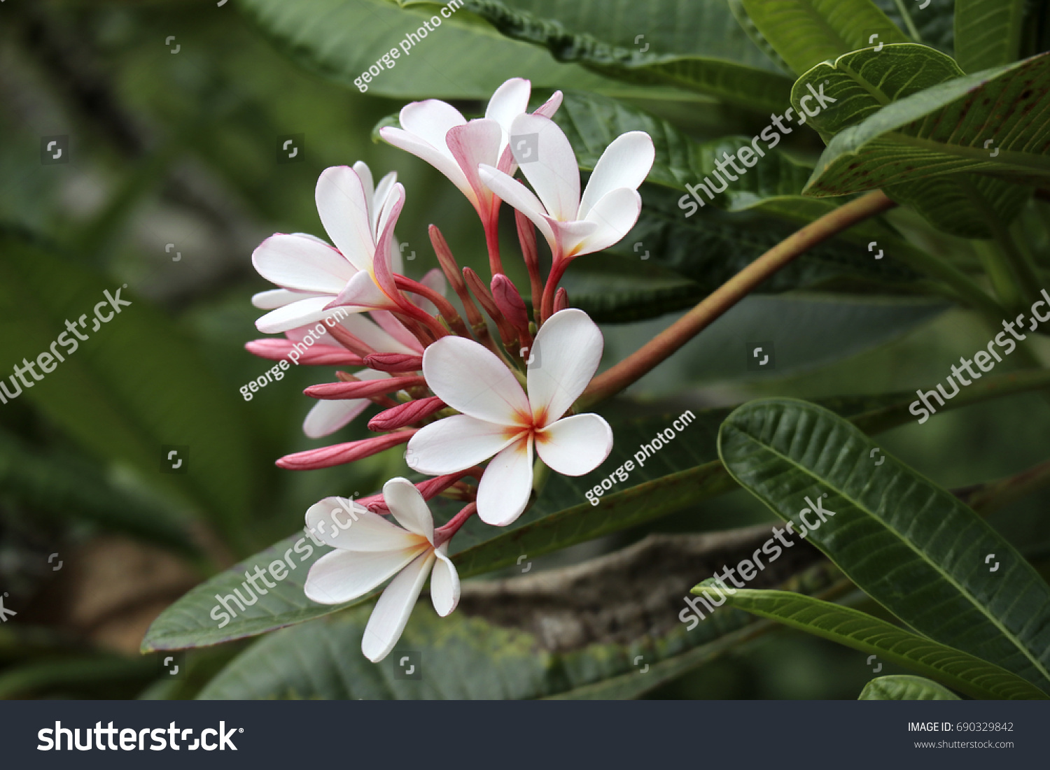 Plumeria Obtusa Dwarf Singapore Pink Stock Photo 690329842 | Shutterstock