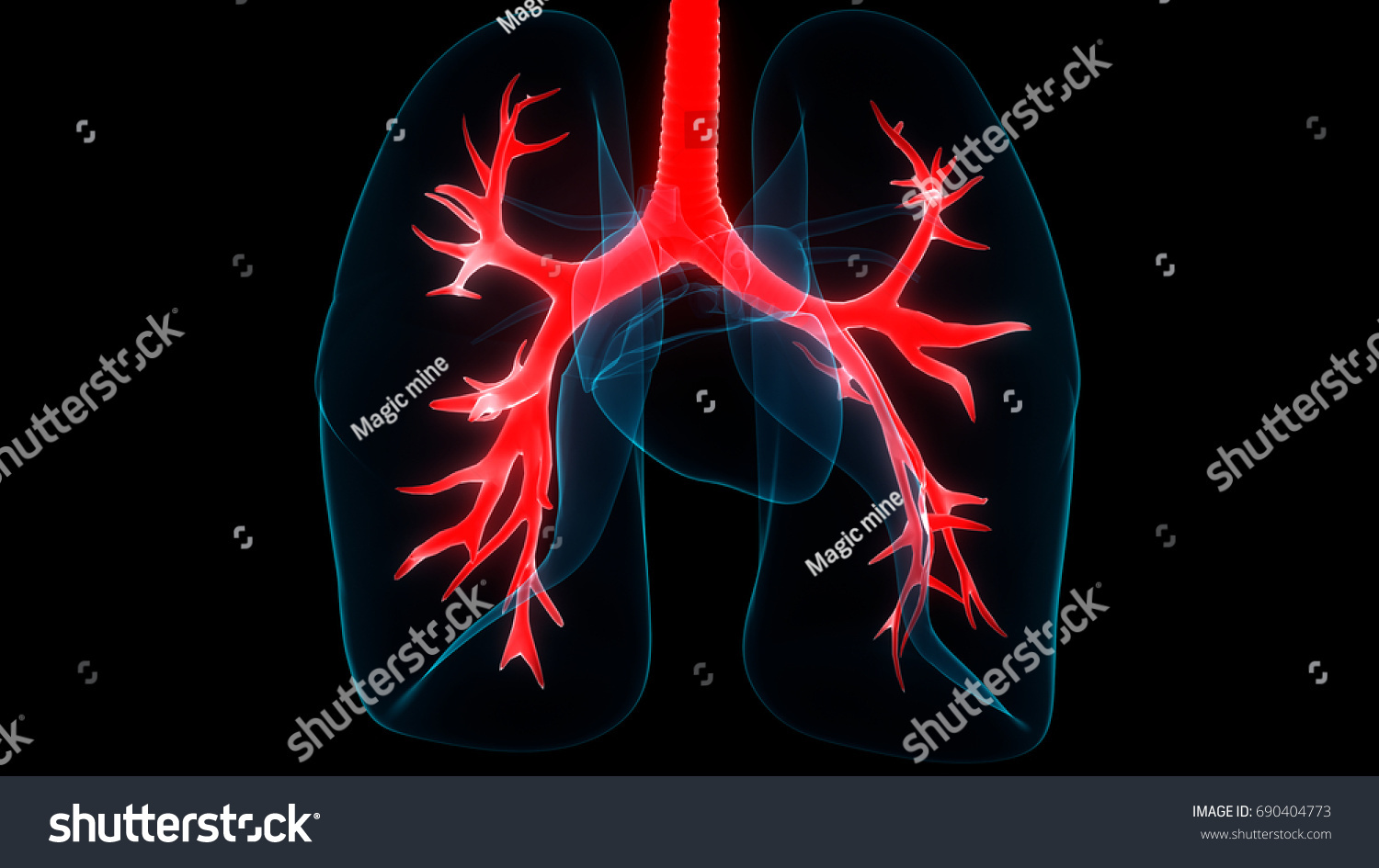 Human Lungs Inside Anatomy Larynx Trachea Stock Illustration Shutterstock