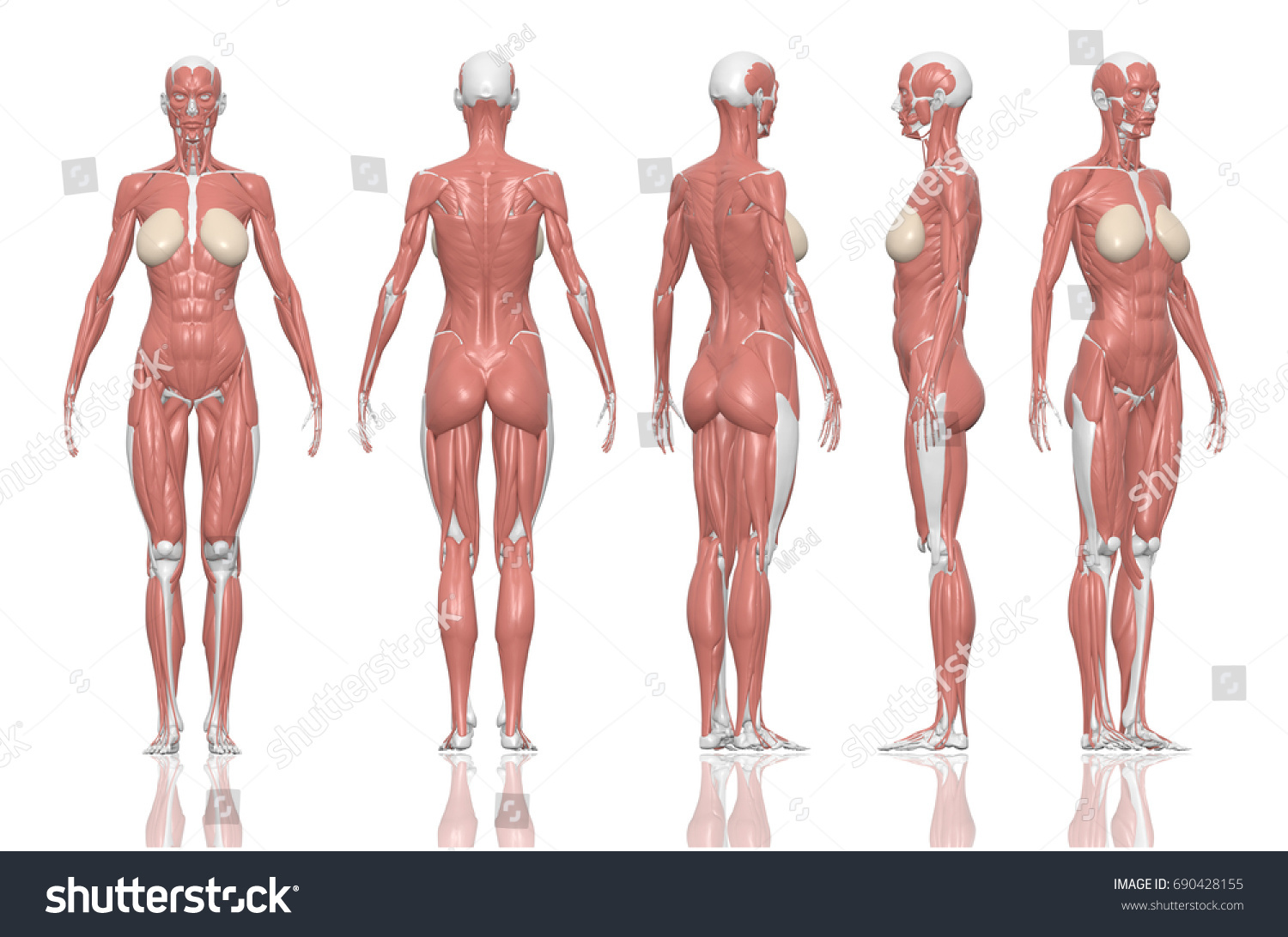 Human Anatomy Female Muscles 3d Illustration 库存插图 690428155 Shutterstock 1806