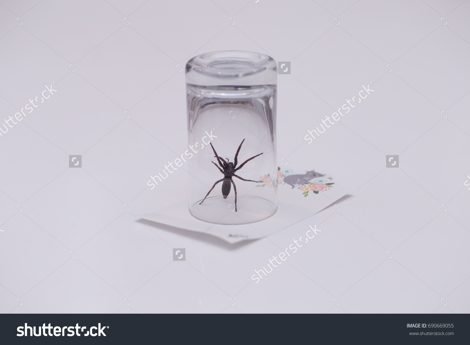 Spider Web Shot Glass 