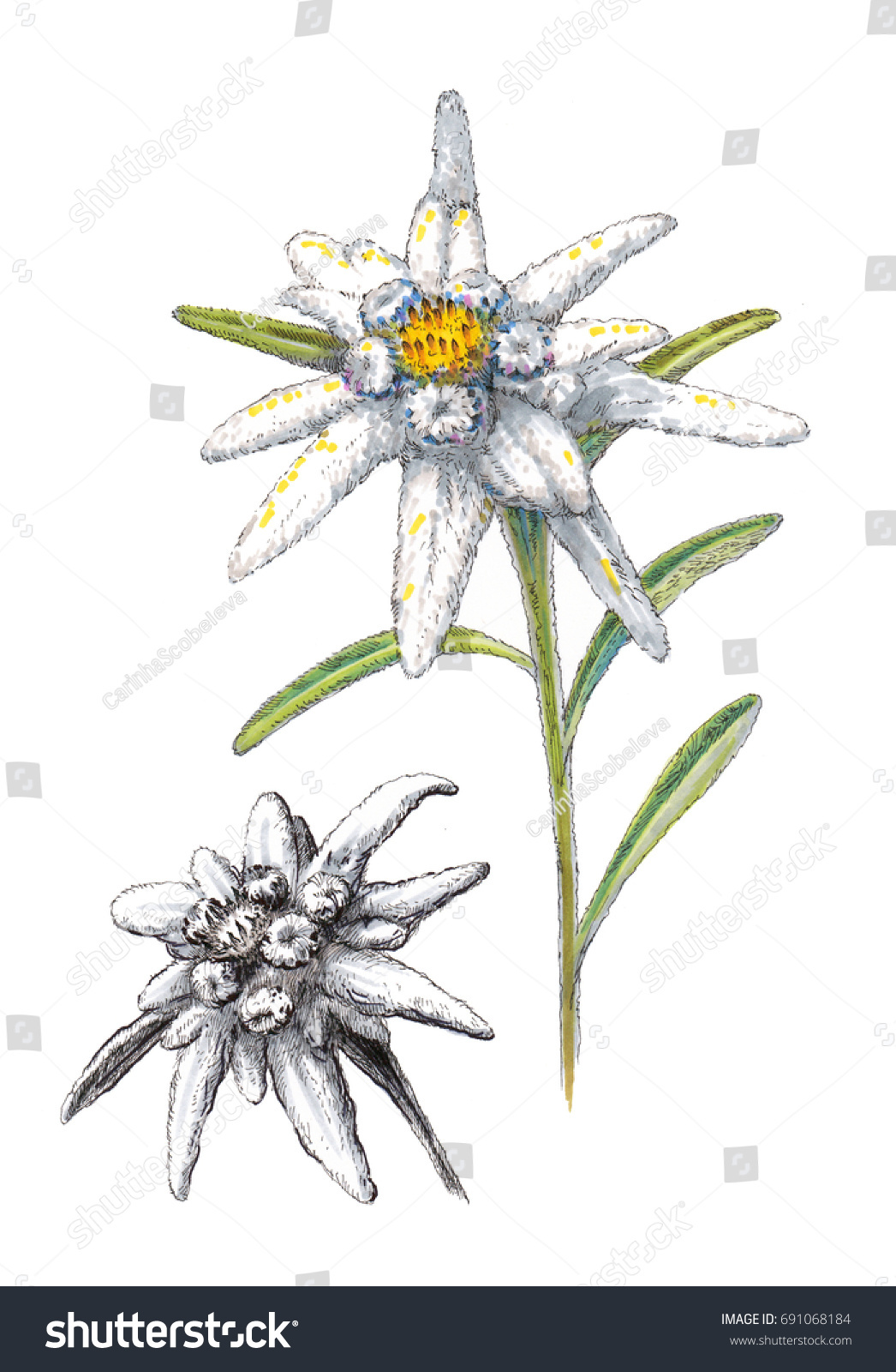 Эдельвейс цветок на белом фоне