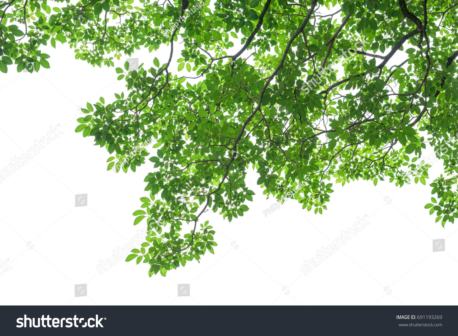 Green Tree Leaves Branches Isolated On Stock Photo 682678489 | Shutterstock