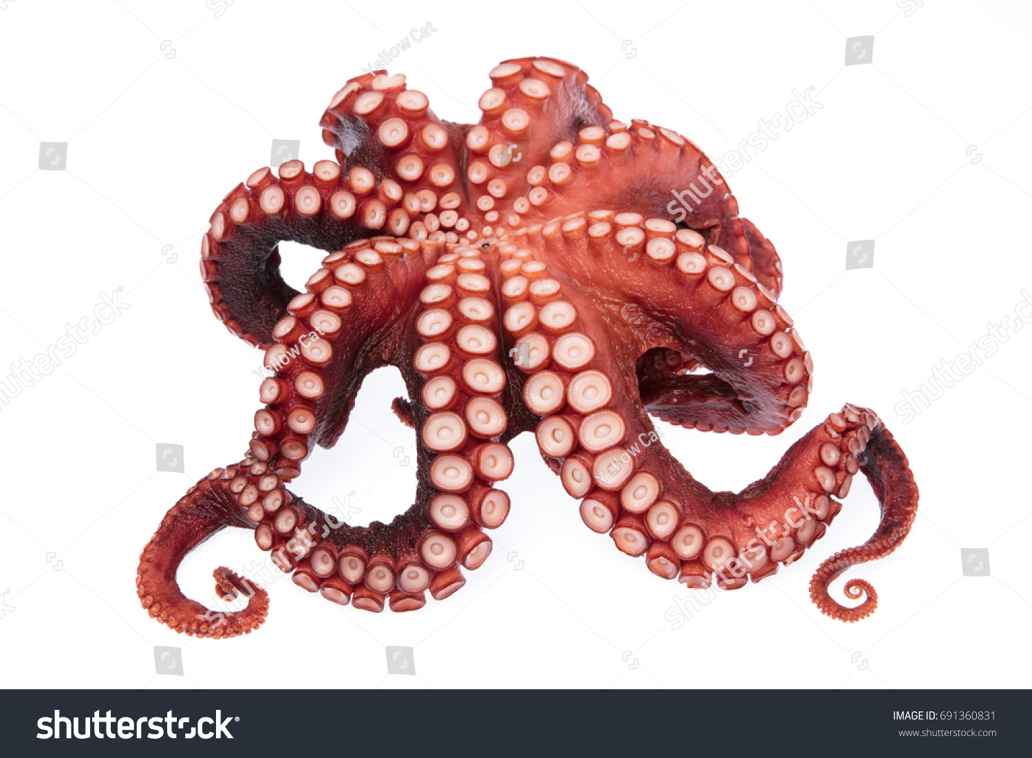 Beautiful Squid Tentacles Isolated On White Stock Photo 691360831