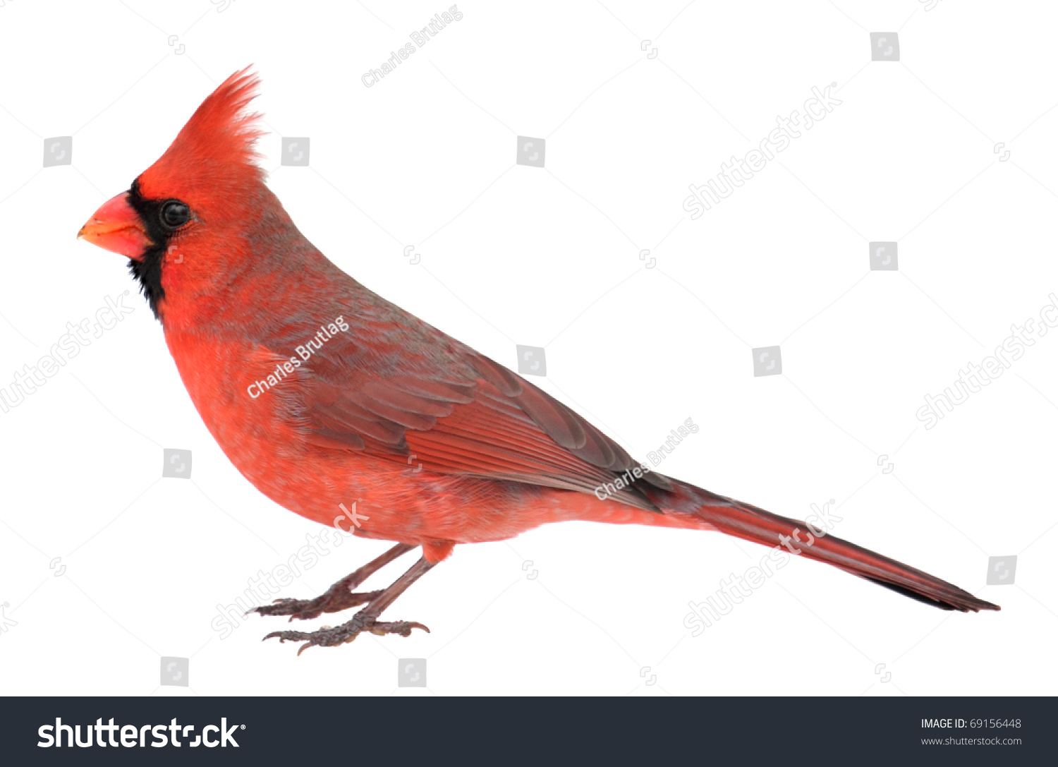 Male Northern Cardinal Cardinalis Cardinalis Isolated Stock Photo 