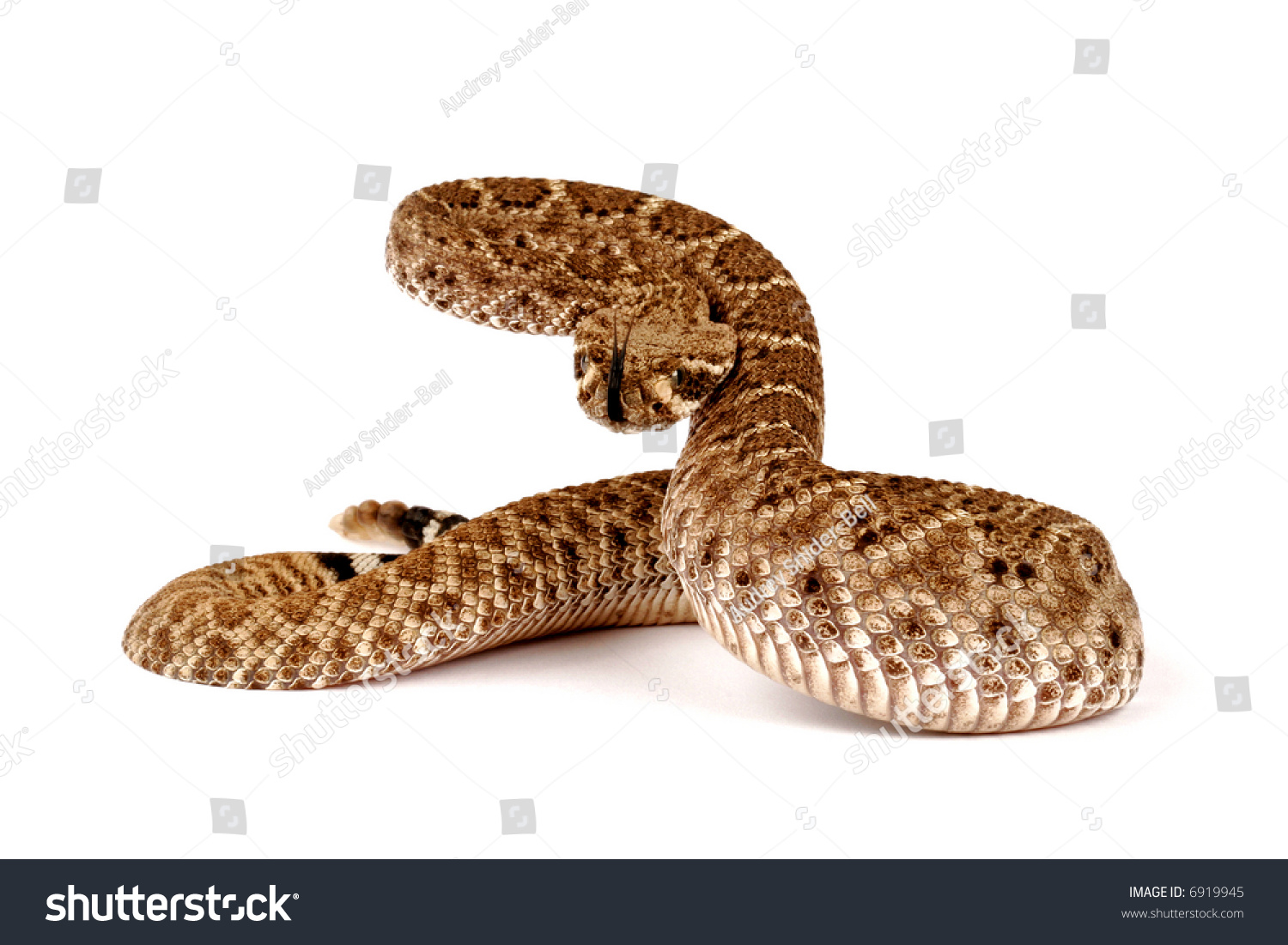 Western Diamondback Rattlesnake Crotalus Atrox Stock Photo 6919945 ...