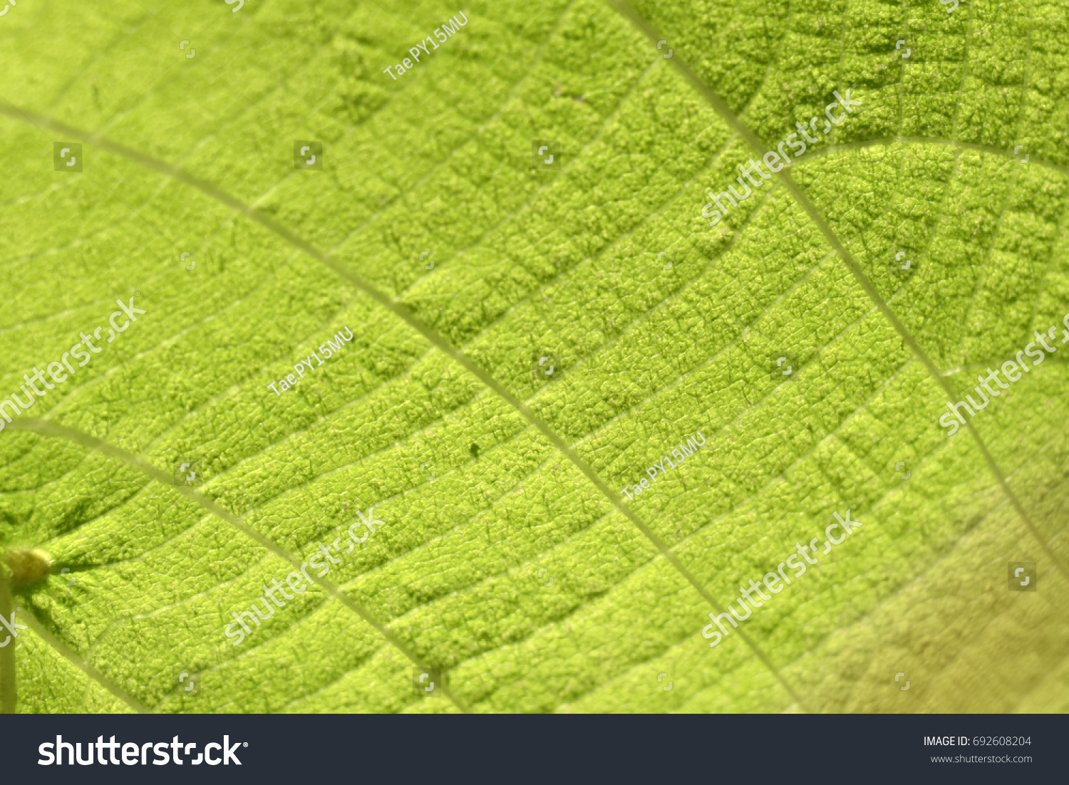 structure-leaf-surface-stock-photo-692608204-shutterstock