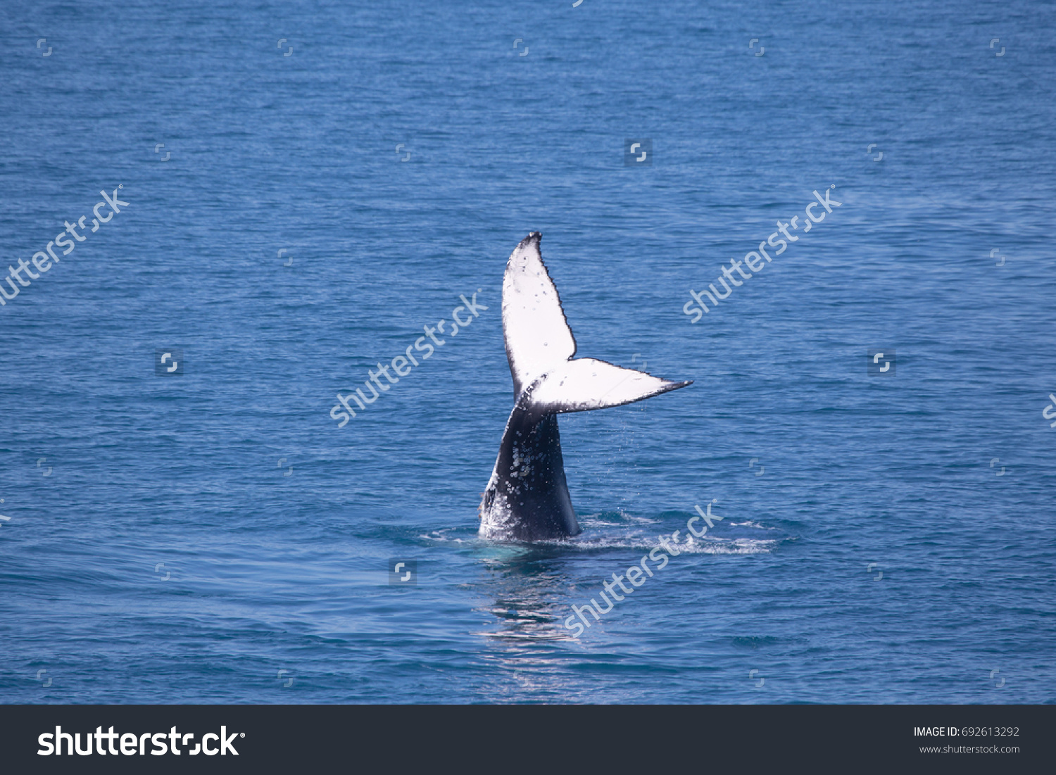 Humpback Whale Showing Fluke Kimberley Western Stock Photo 692613292 ...