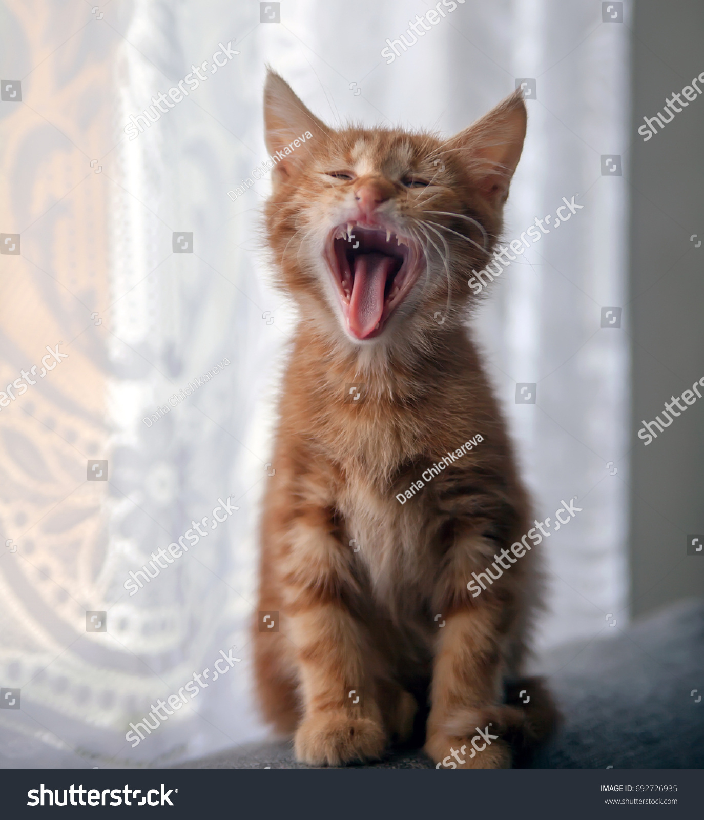 3,253 3 month kitten Images, Stock Photos & Vectors | Shutterstock