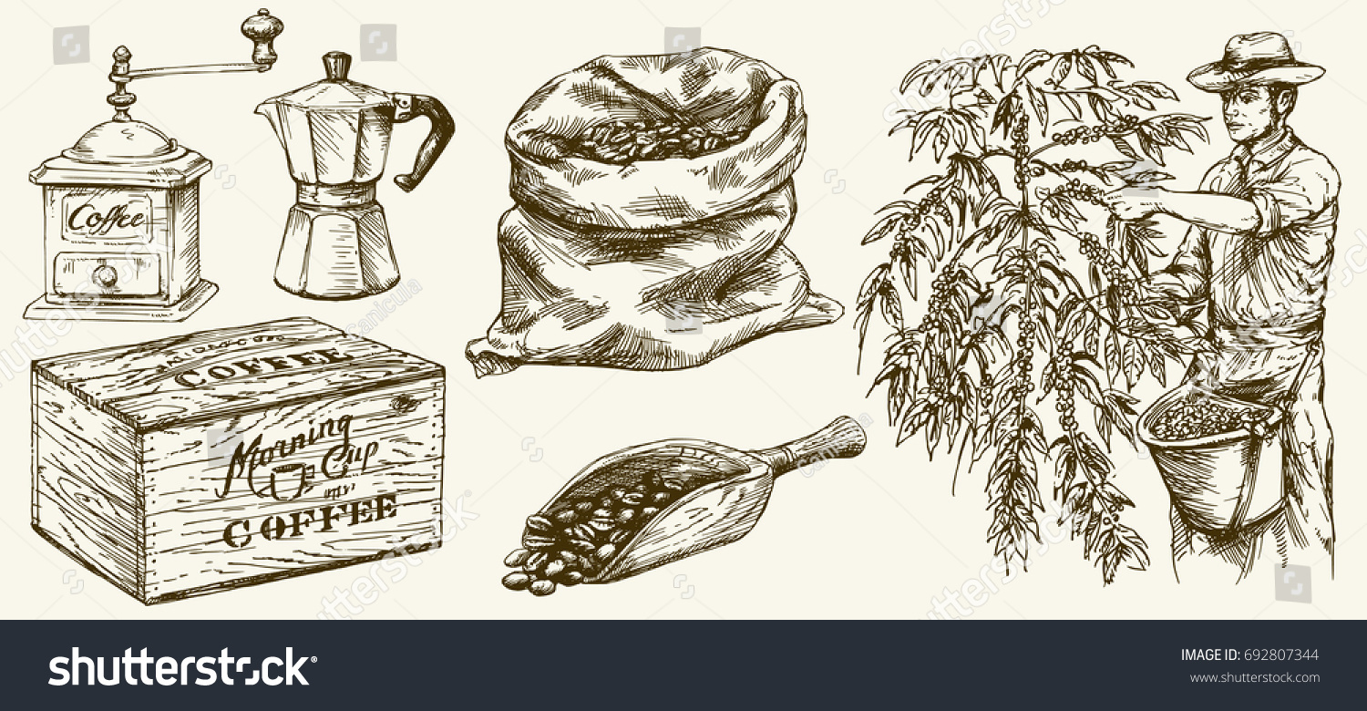 Coffee picking illustration