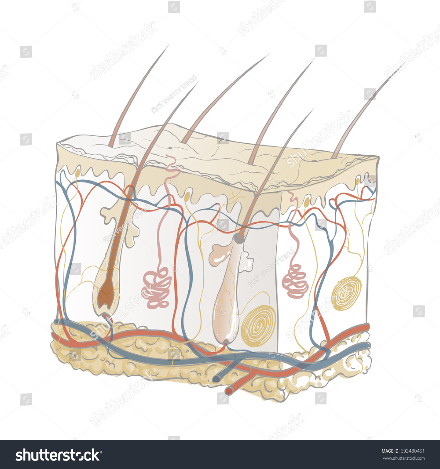 Vector Illustration Human Anatomy Skin Medical Stock Vector (Royalty ...