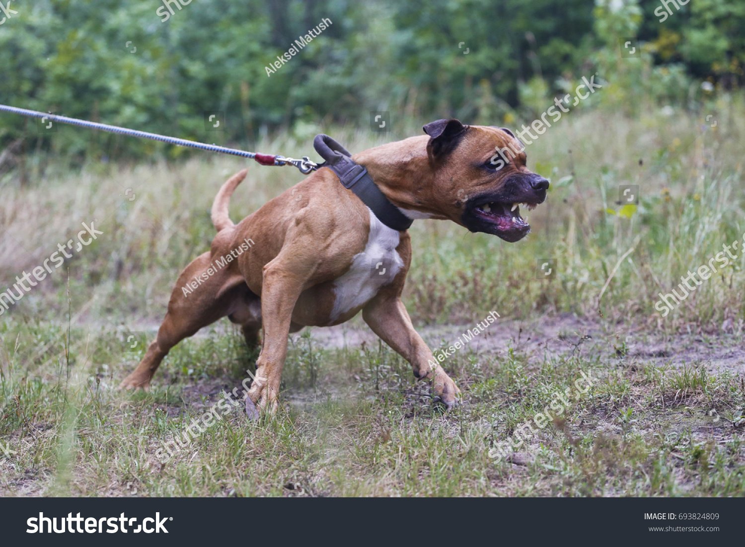 are american pit bull terriers dangerous