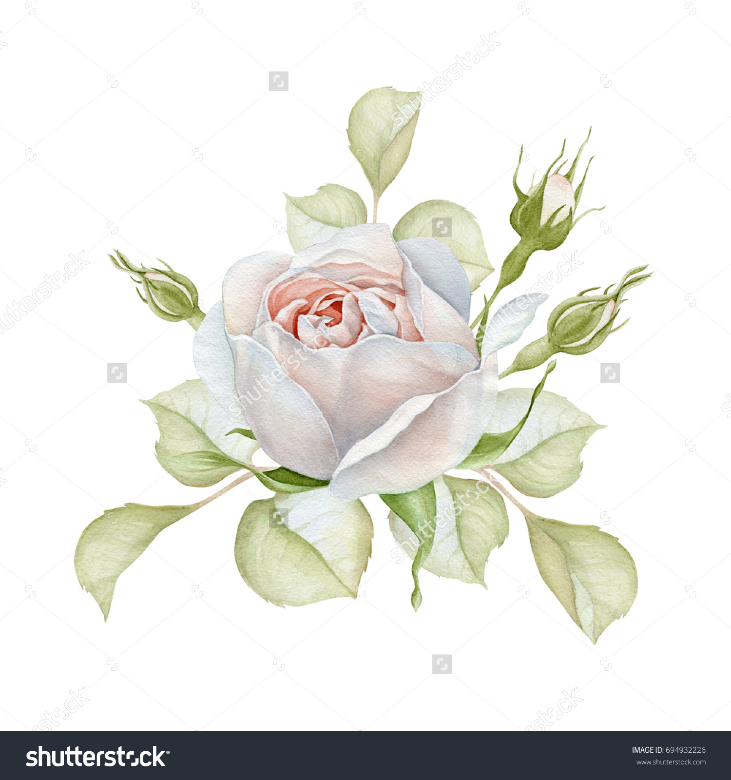 Hand Drawn Watercolor Delicate White Rose Stock Illustration 694932226 ...