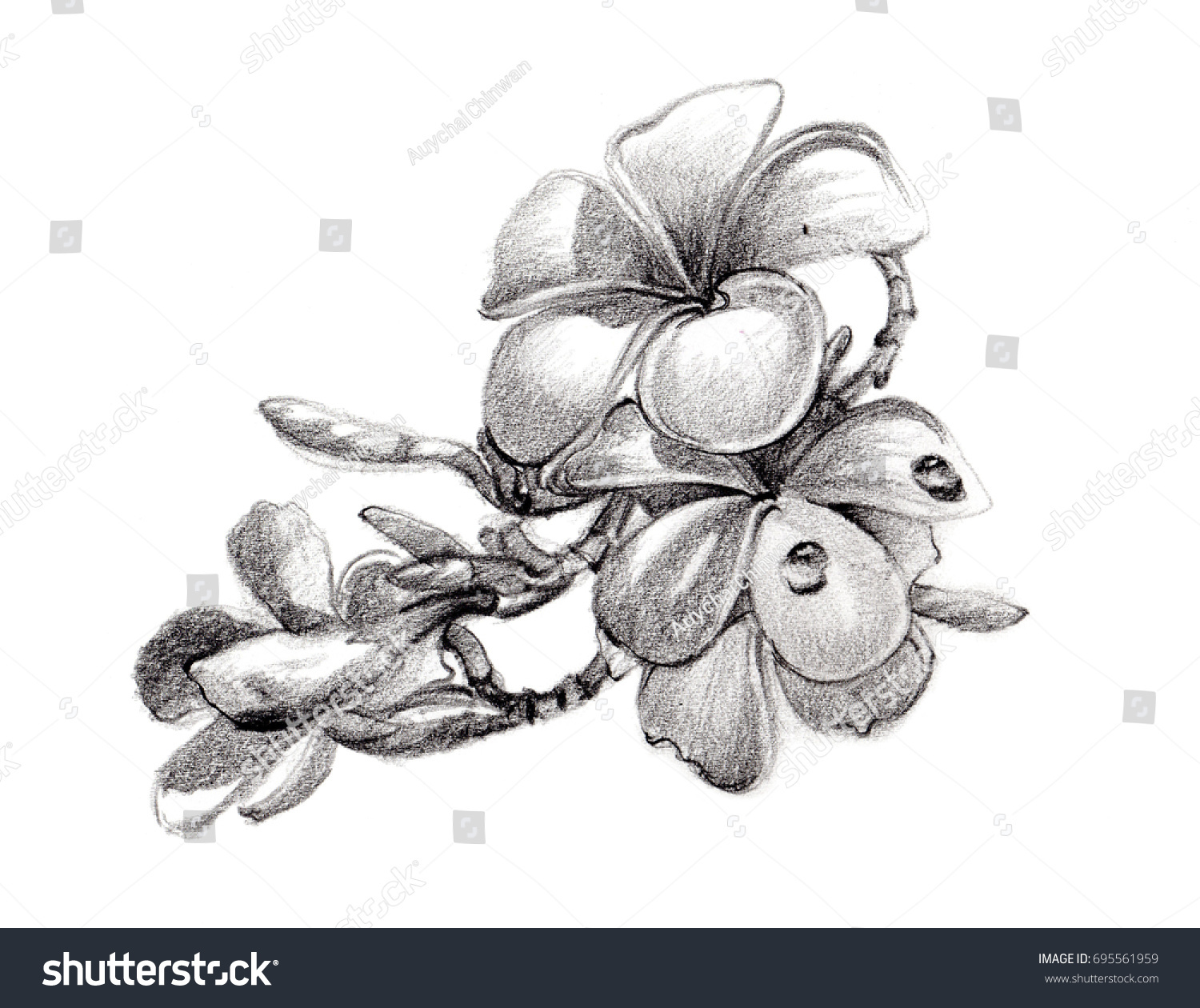 plumeria pencil drawing