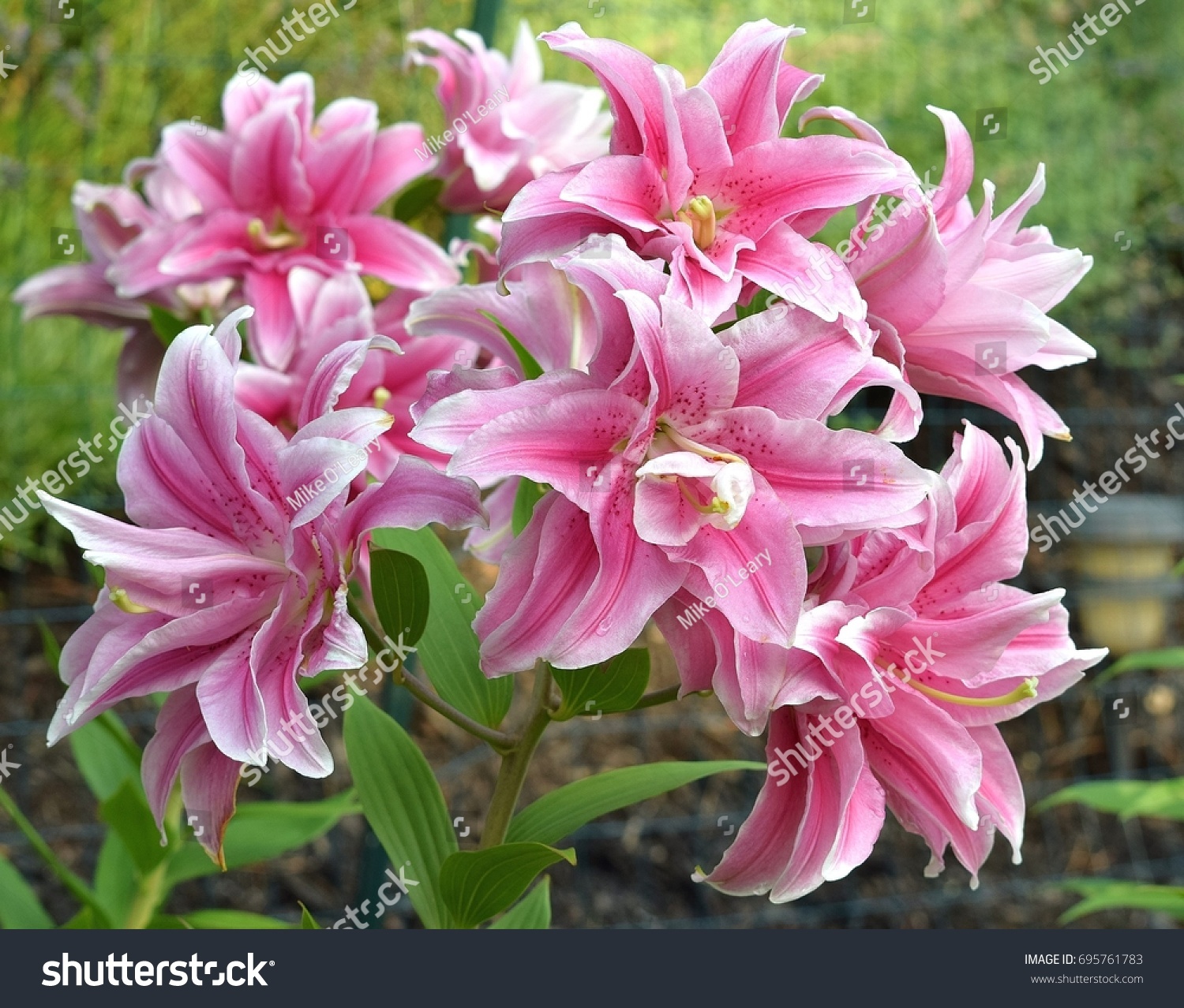 Double Oriental Lily Stock Photo 695761783 | Shutterstock