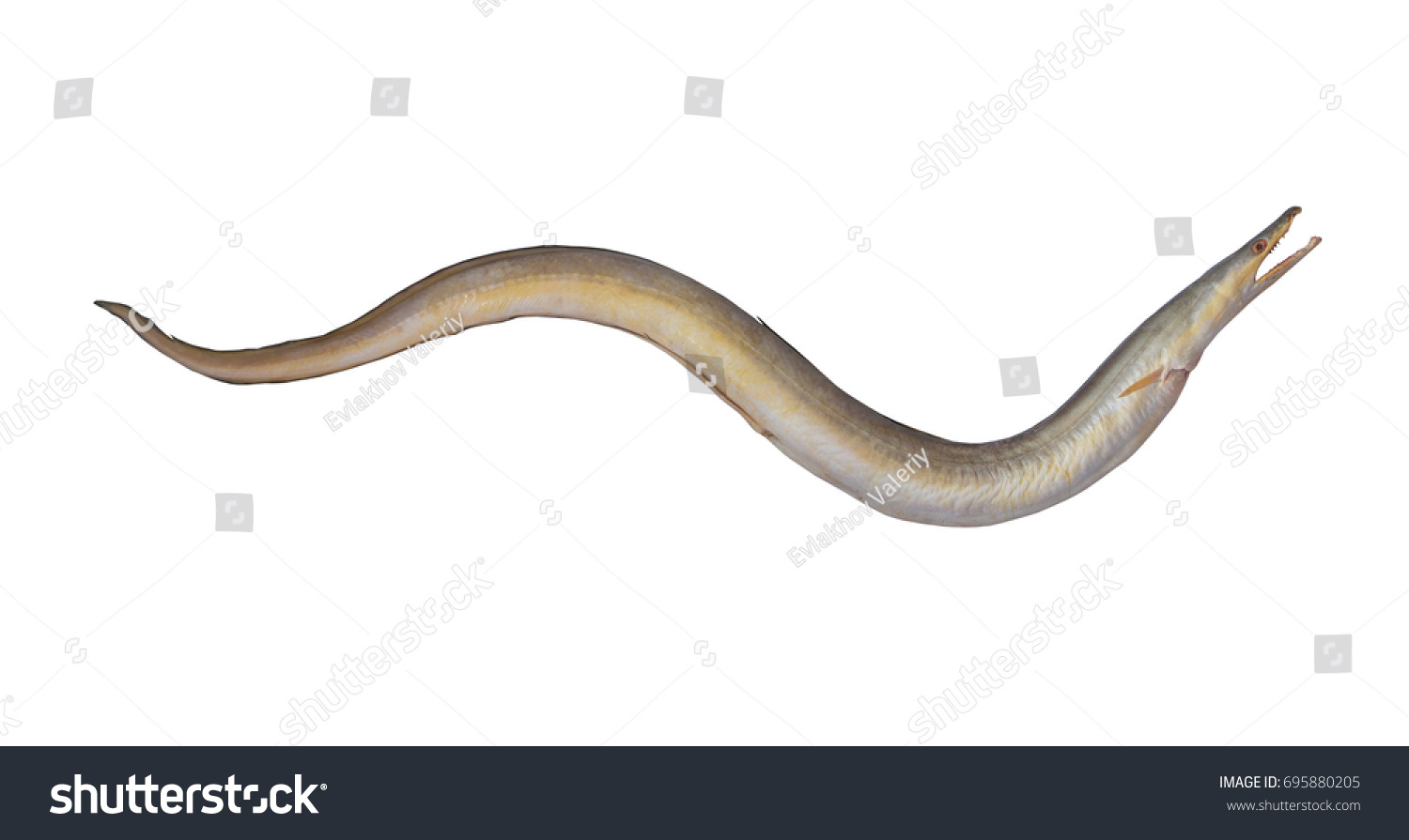 Indian Pike Conger Congerpike Eel Isolated Stock Photo 695880205 ...