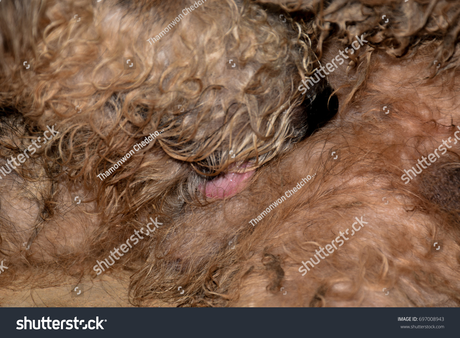 Dog Licking Penis