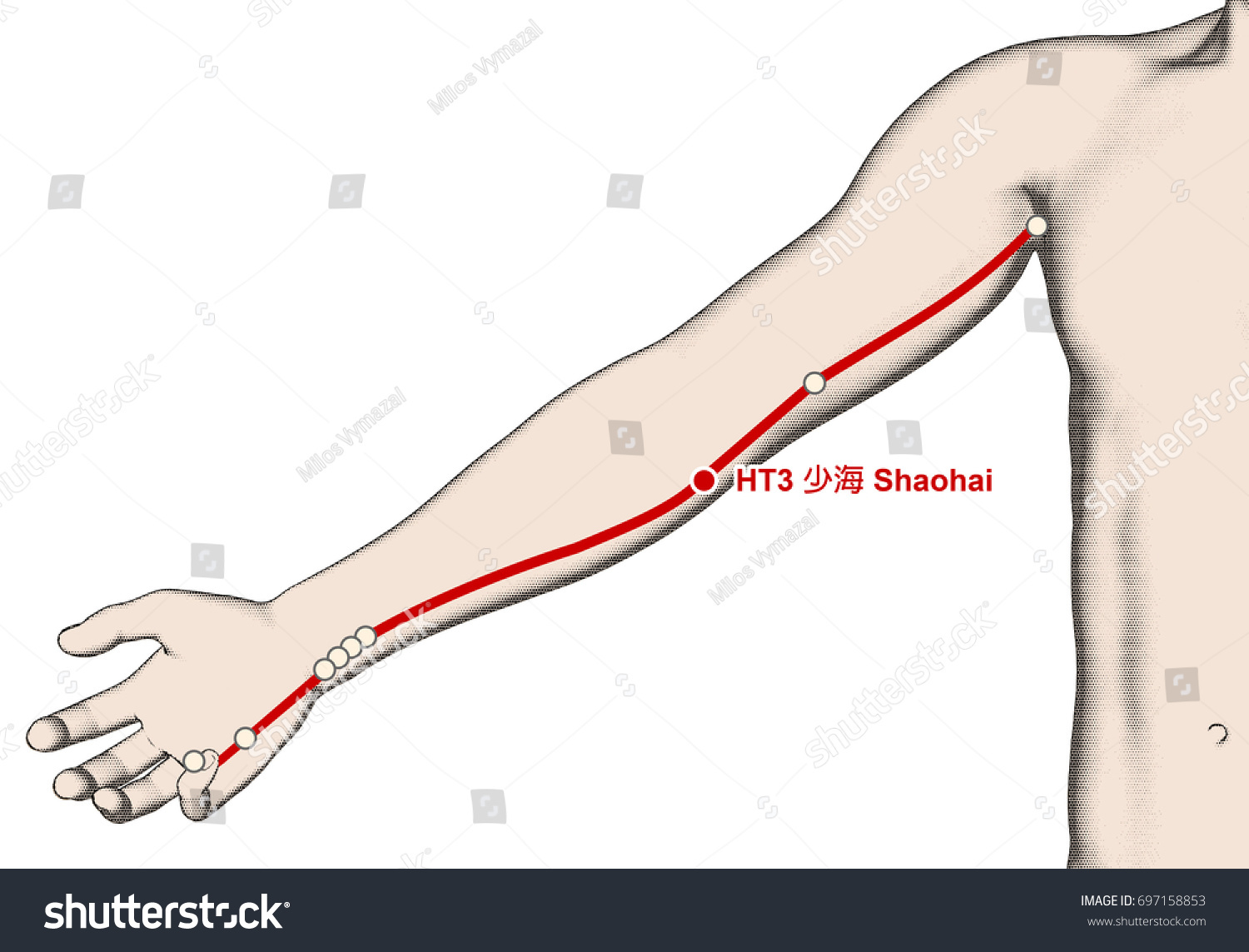 Drawing Acupuncture Point Ht3 Shaohai 3d Stock Illustration 697158853 ...