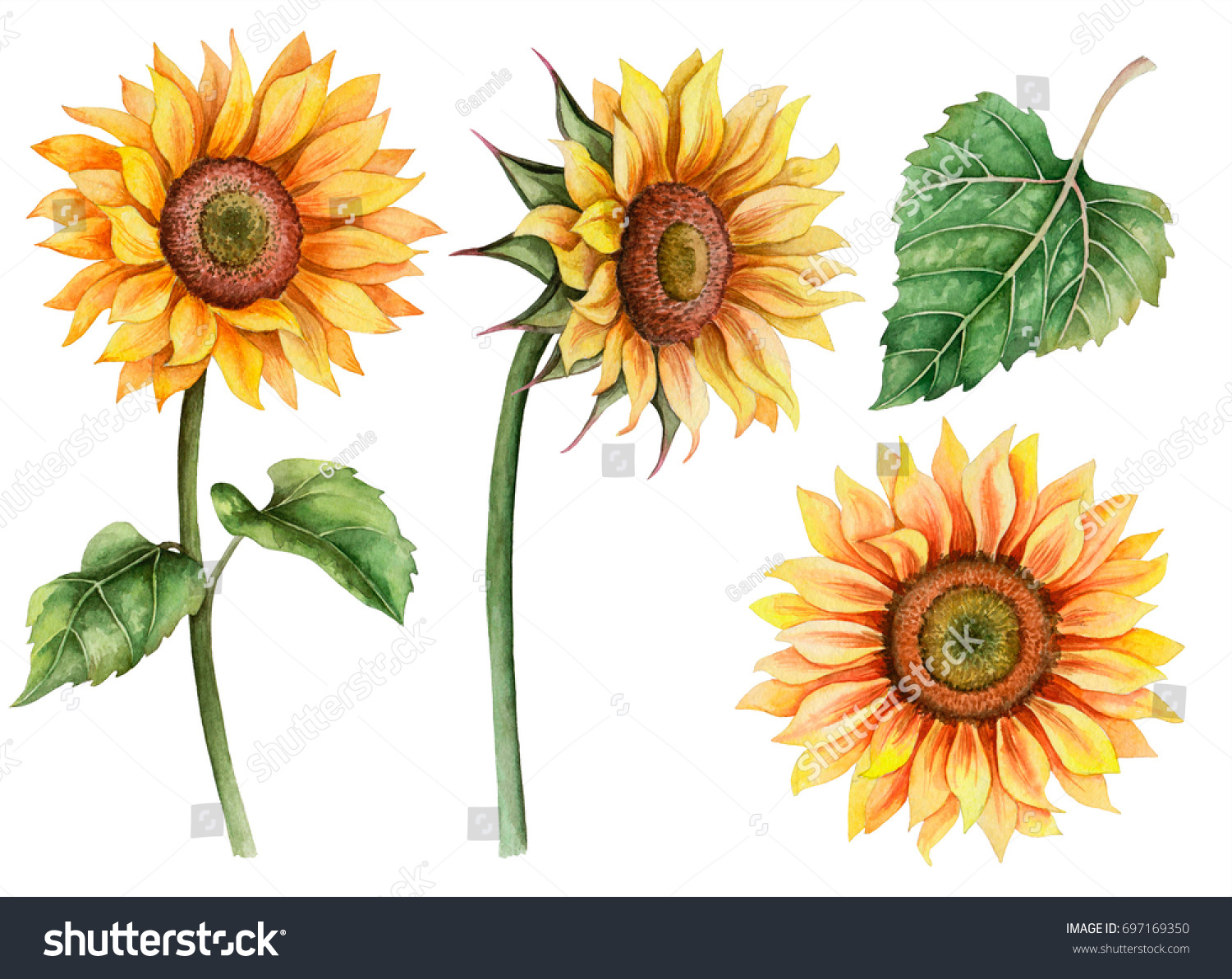 Watercolor Set Sunflowers Hand Drawn Floral Stock Illustration ...
