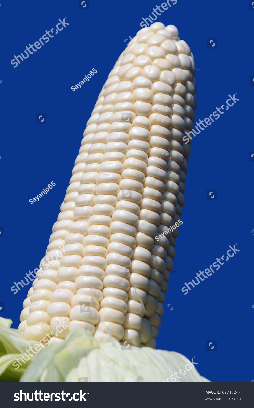 White Sweet Corn Waxy Corn Maize Stock Photo 69717247 Shutterstock