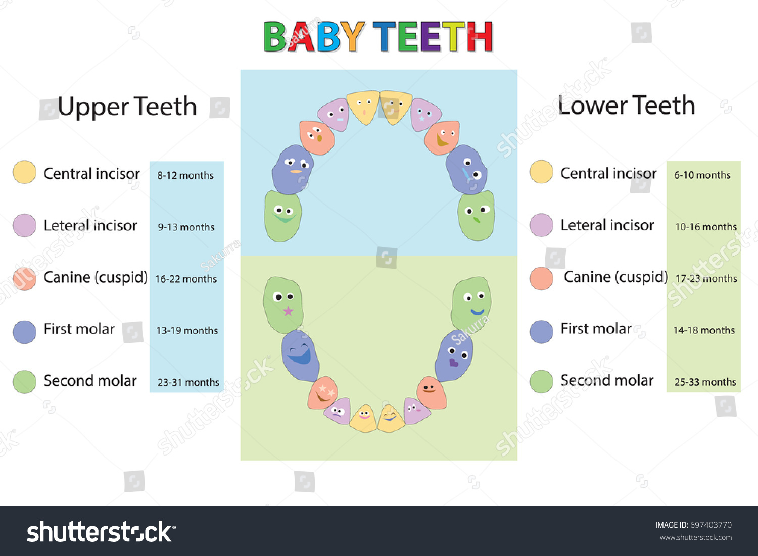 Vector Illustration Baby First Teeth Children Stock Vector (Royalty ...