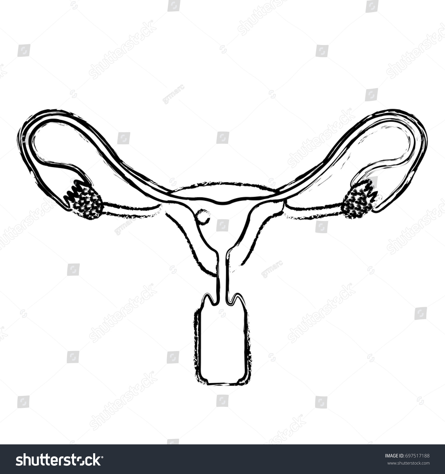 Monochrome Blurred Silhouette Female Reproductive System Stock Vector