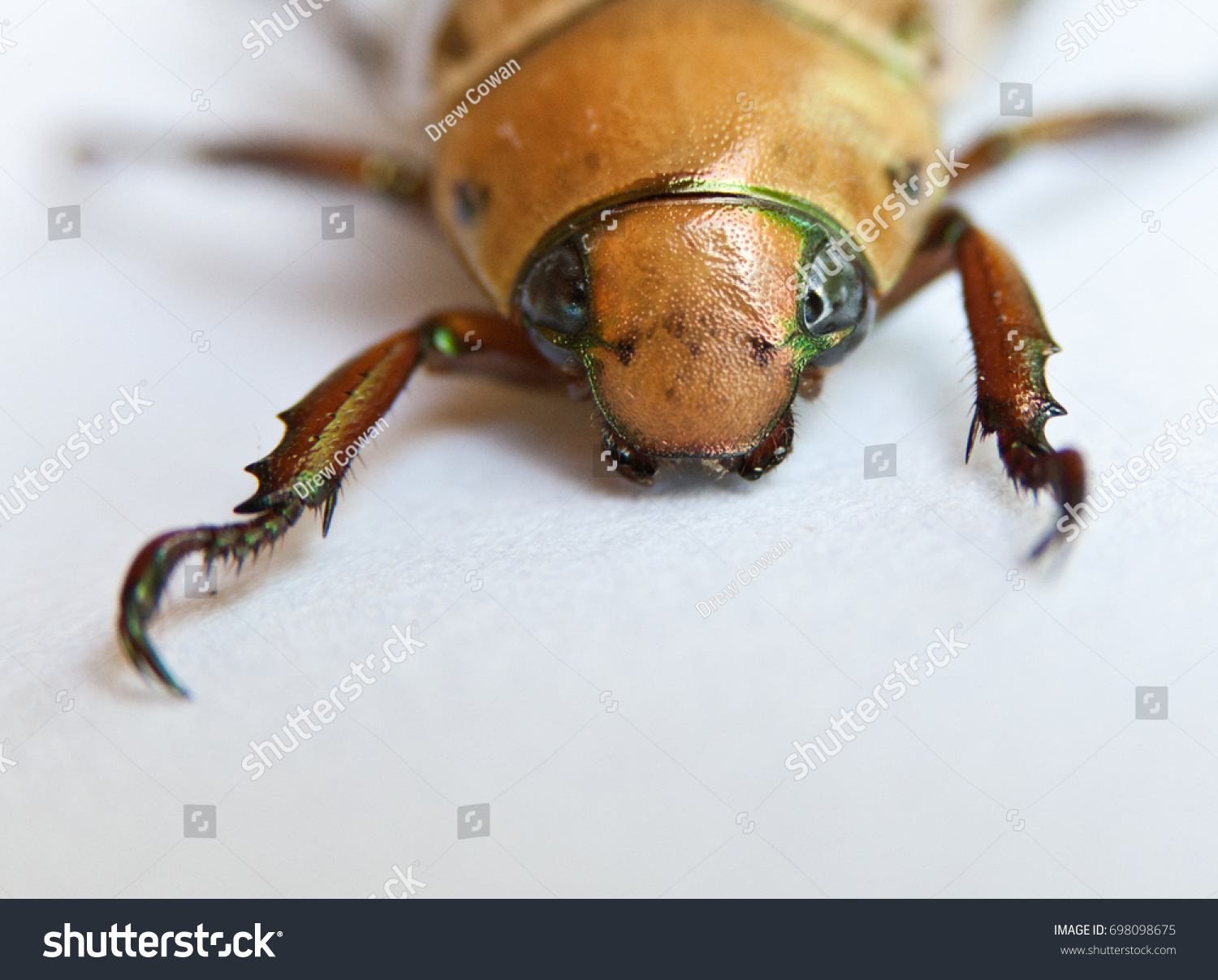 Golden Scarab Beetle Stock Photo 698098675 | Shutterstock