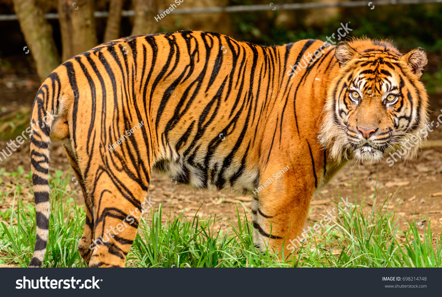 Beautiful Sumatran Tiger Side View Stock Photo 698214748 | Shutterstock