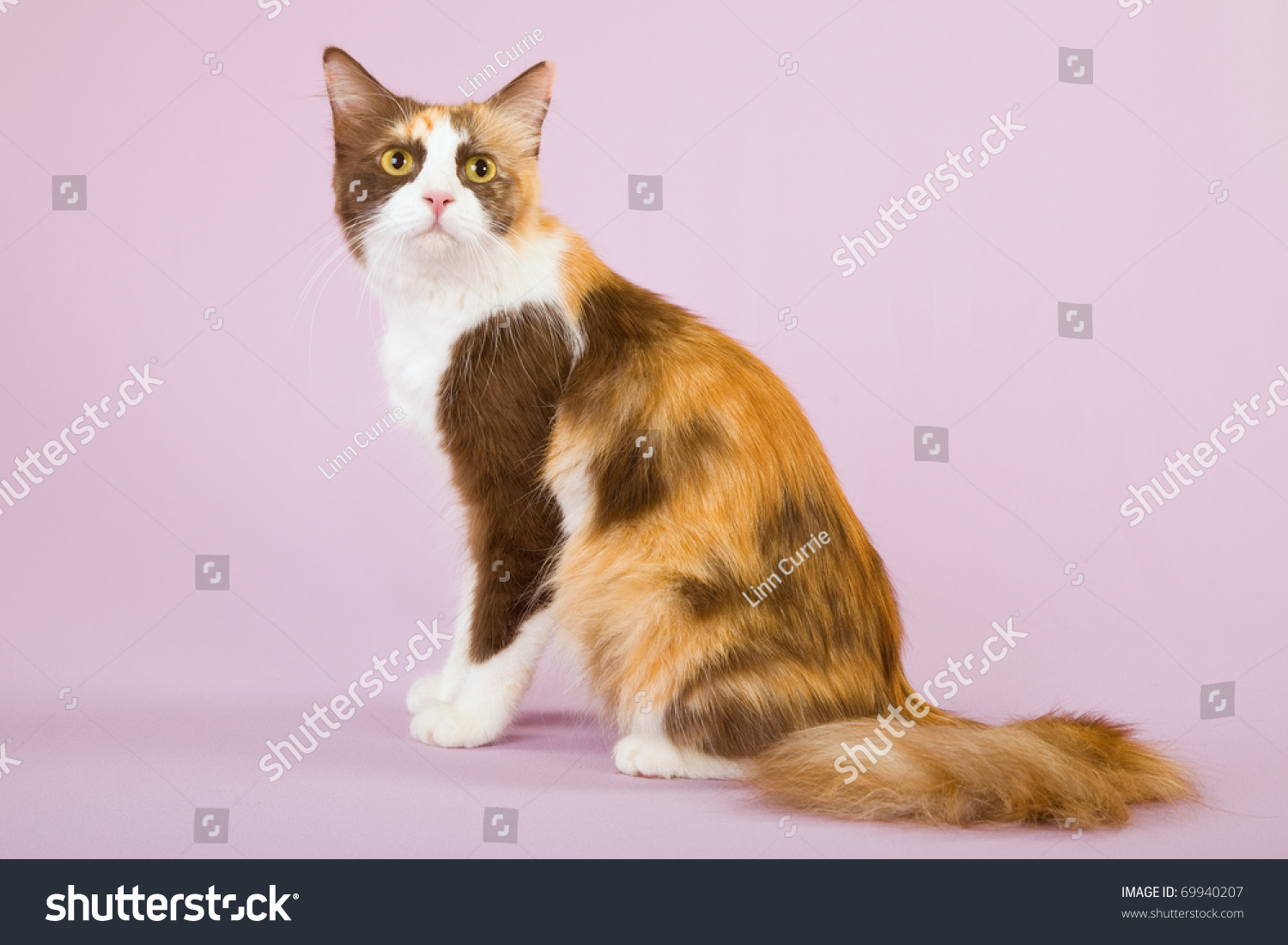Кошка изменение окраса с возрастом Калико