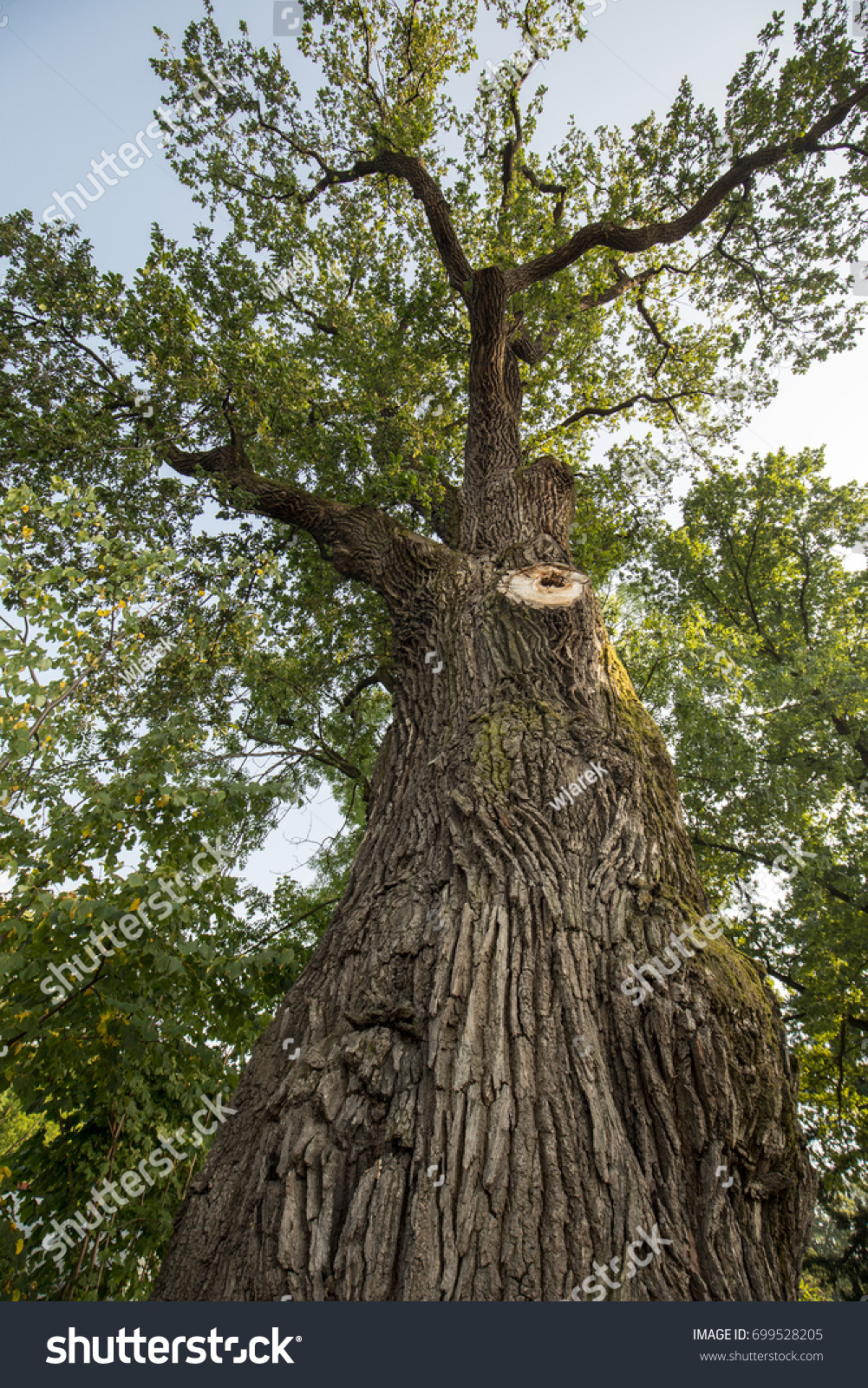 500 year old tree near me