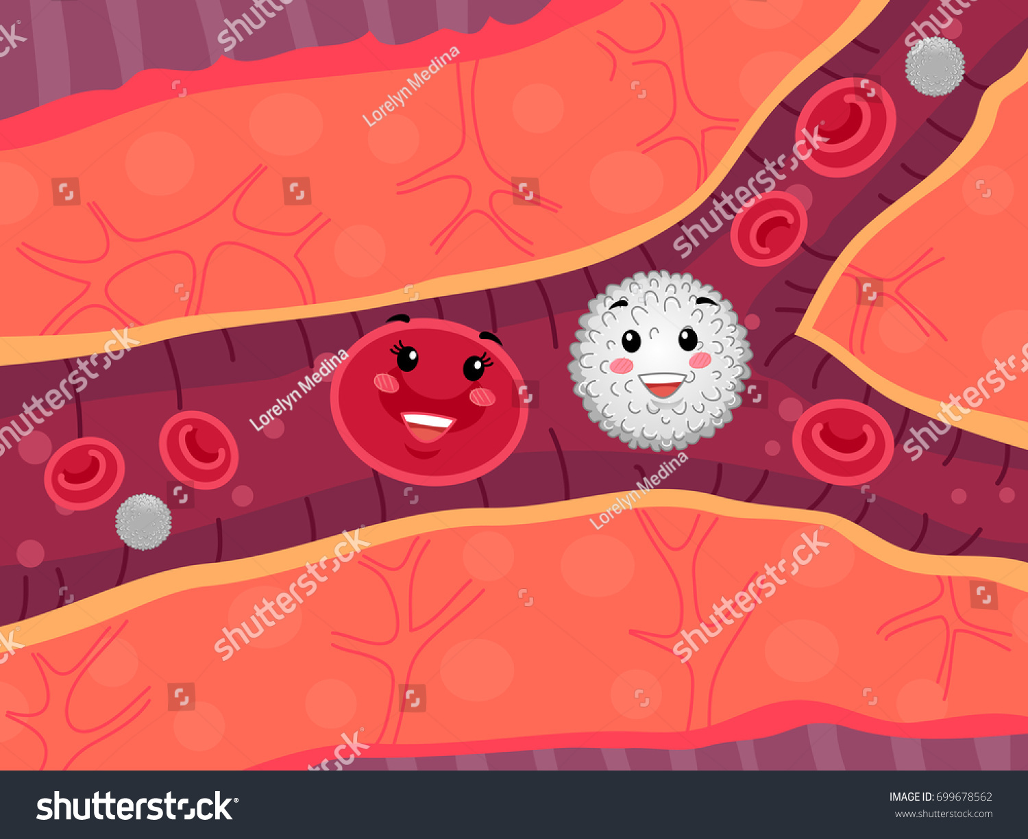 illustration-red-white-blood-cell-mascots-stock-vector-royalty-free