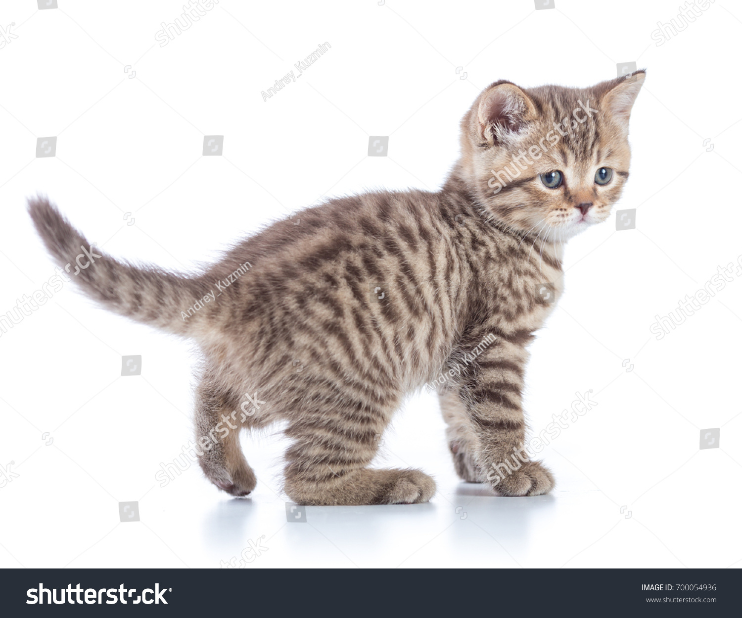 Young Tabby Cat Side View Walking Stock Photo 700054936 | Shutterstock