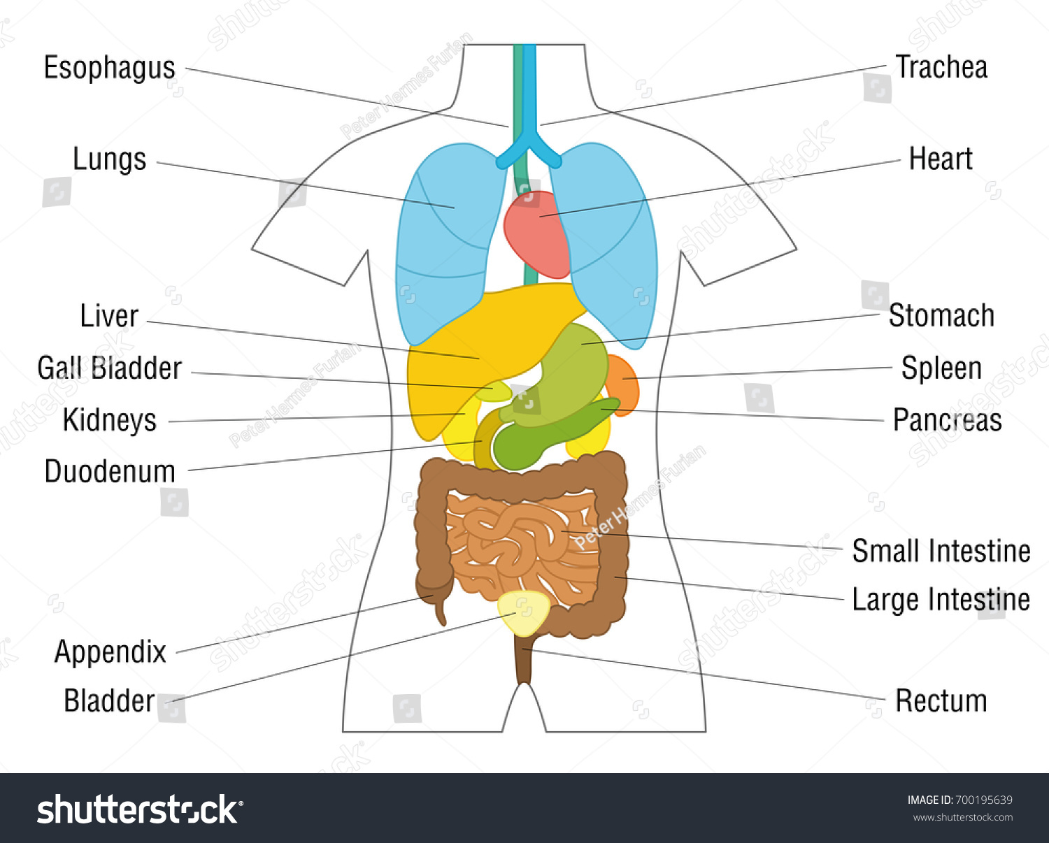 Internal Organs Chart Schematic Anatomy Diagram Stock Vector (Royalty ...