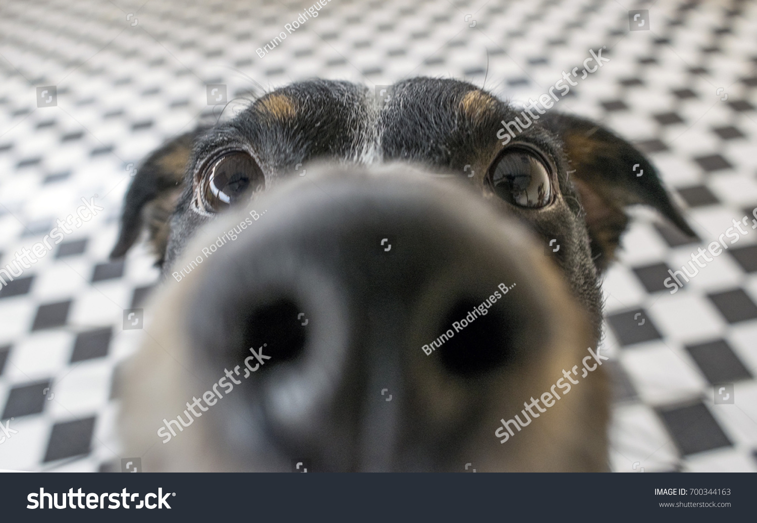 Playful Dog Face Black White Brown Stock Photo 700344163 | Shutterstock