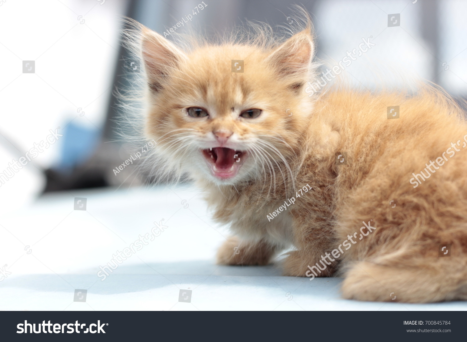 Маленький котенок злится