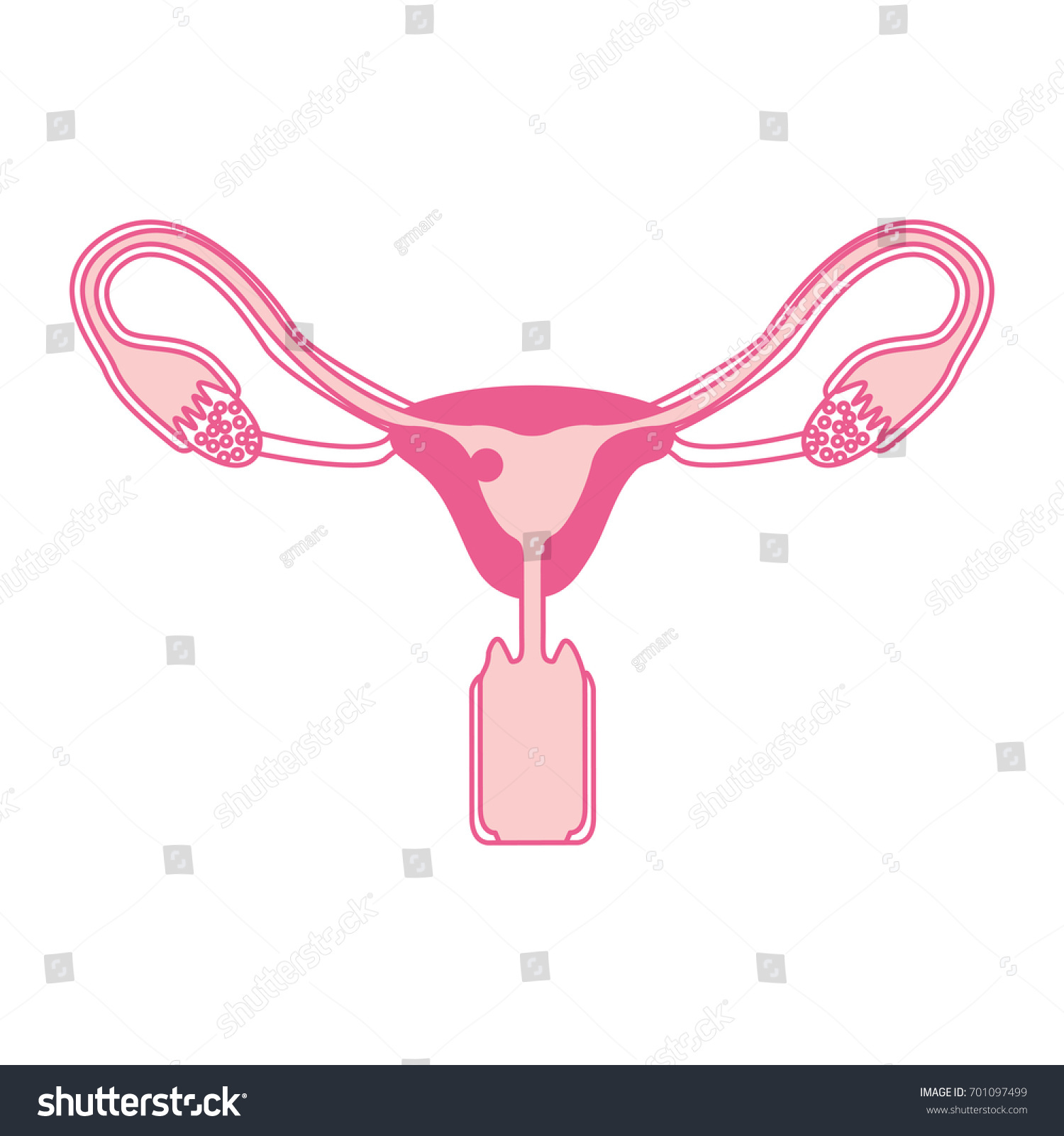 Pink Silhouette Female Reproductive System Ovaries Stock Vector ...