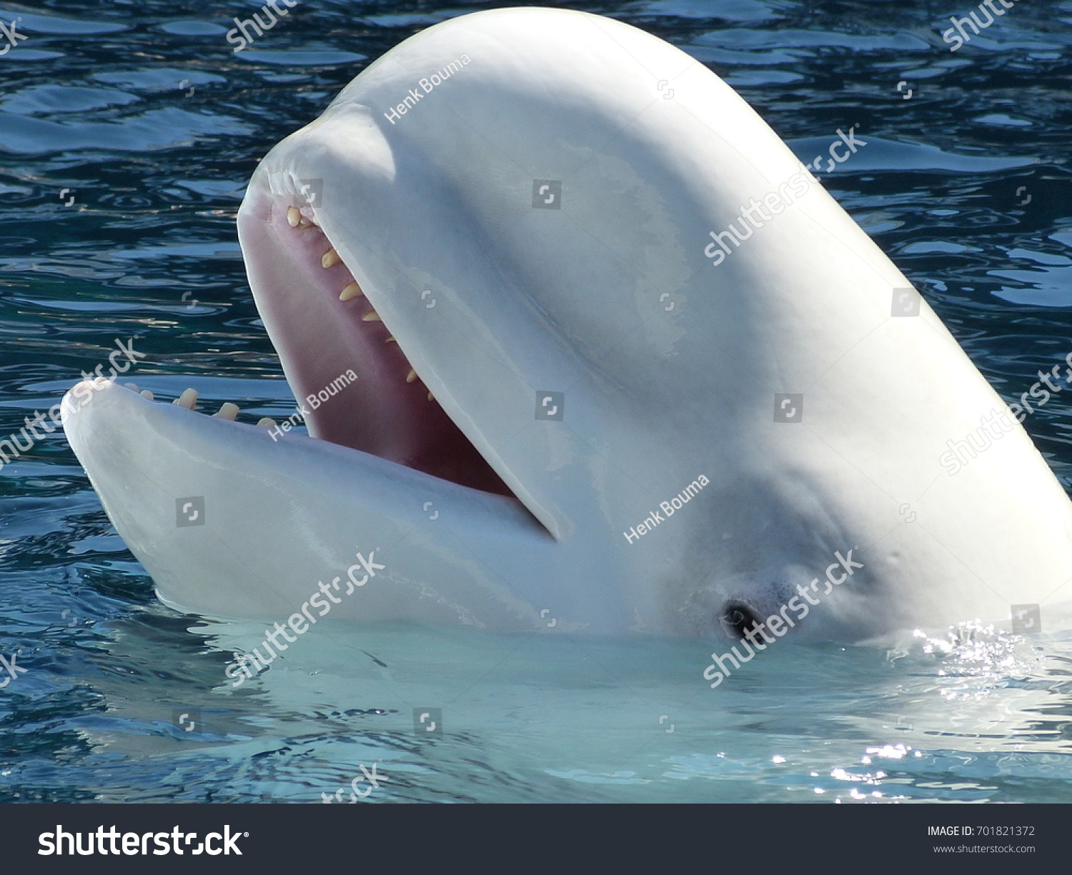 Зубатые китообразные