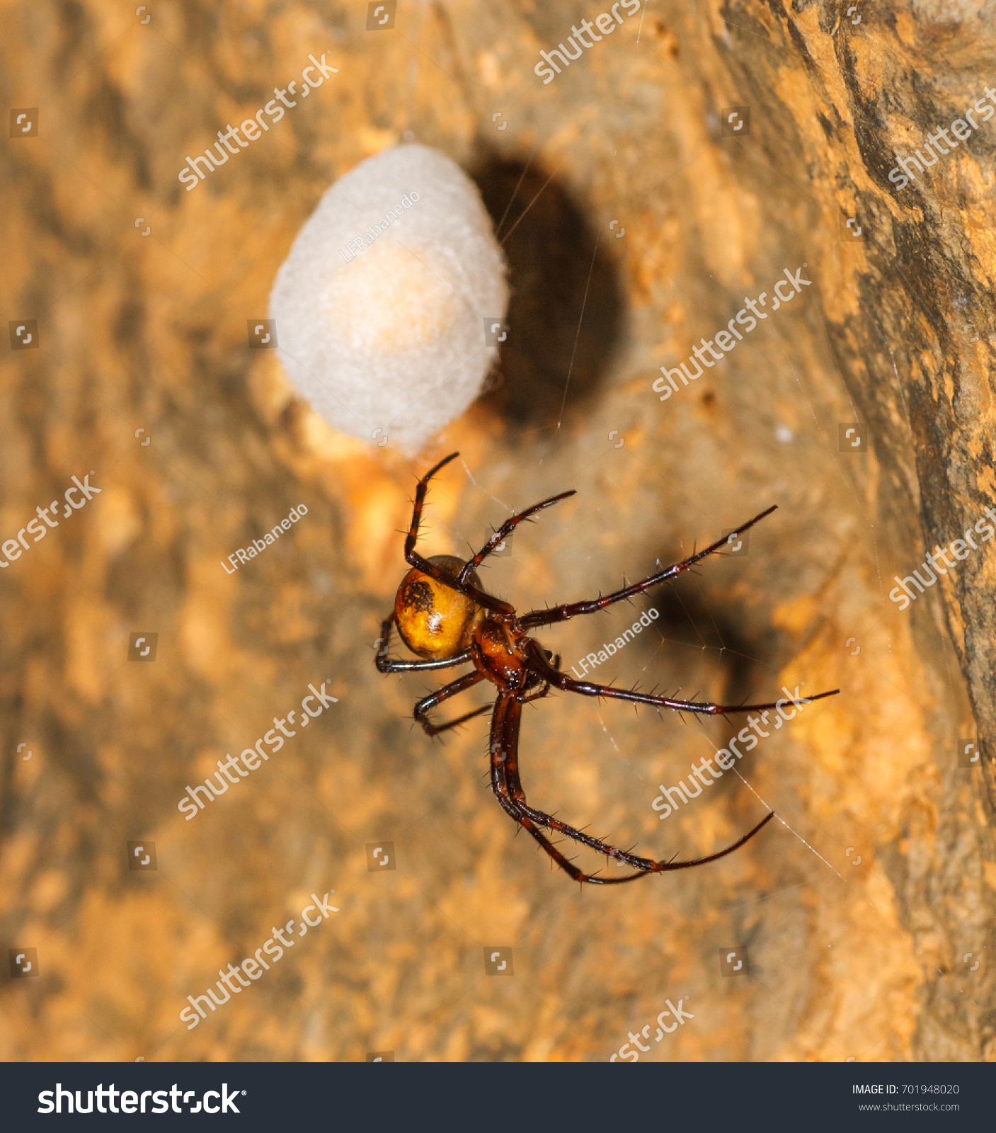 giant cave spider