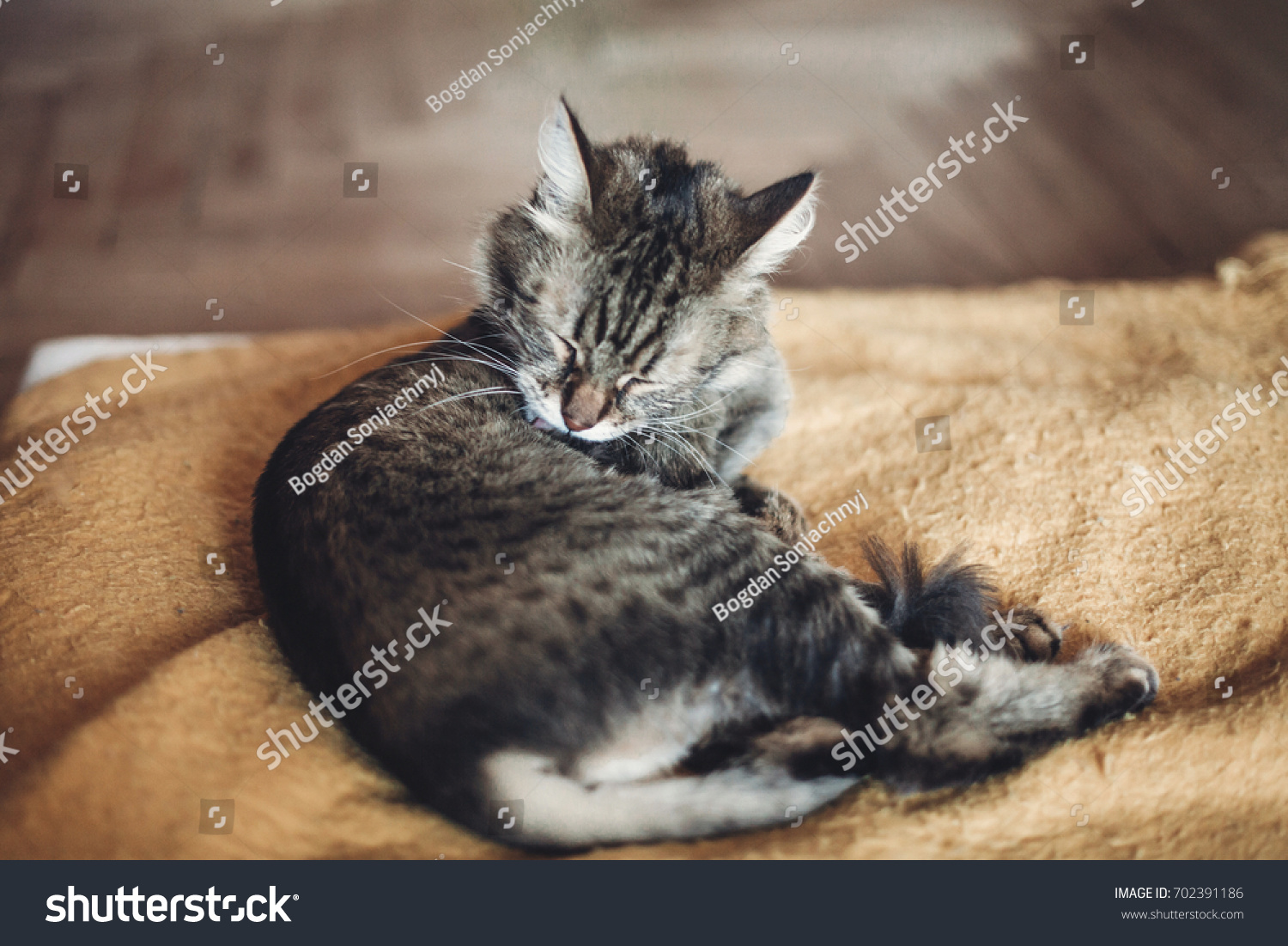 1,092 Cat grooming itself Images, Stock Photos & Vectors | Shutterstock