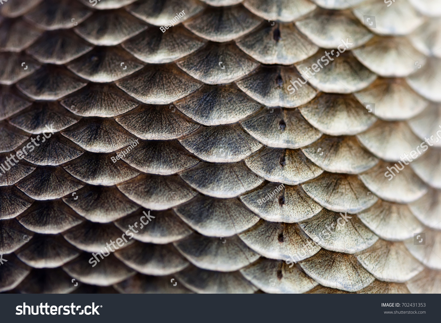 Fish Scales Skin Texture Macro View Stock Photo 702431353 | Shutterstock