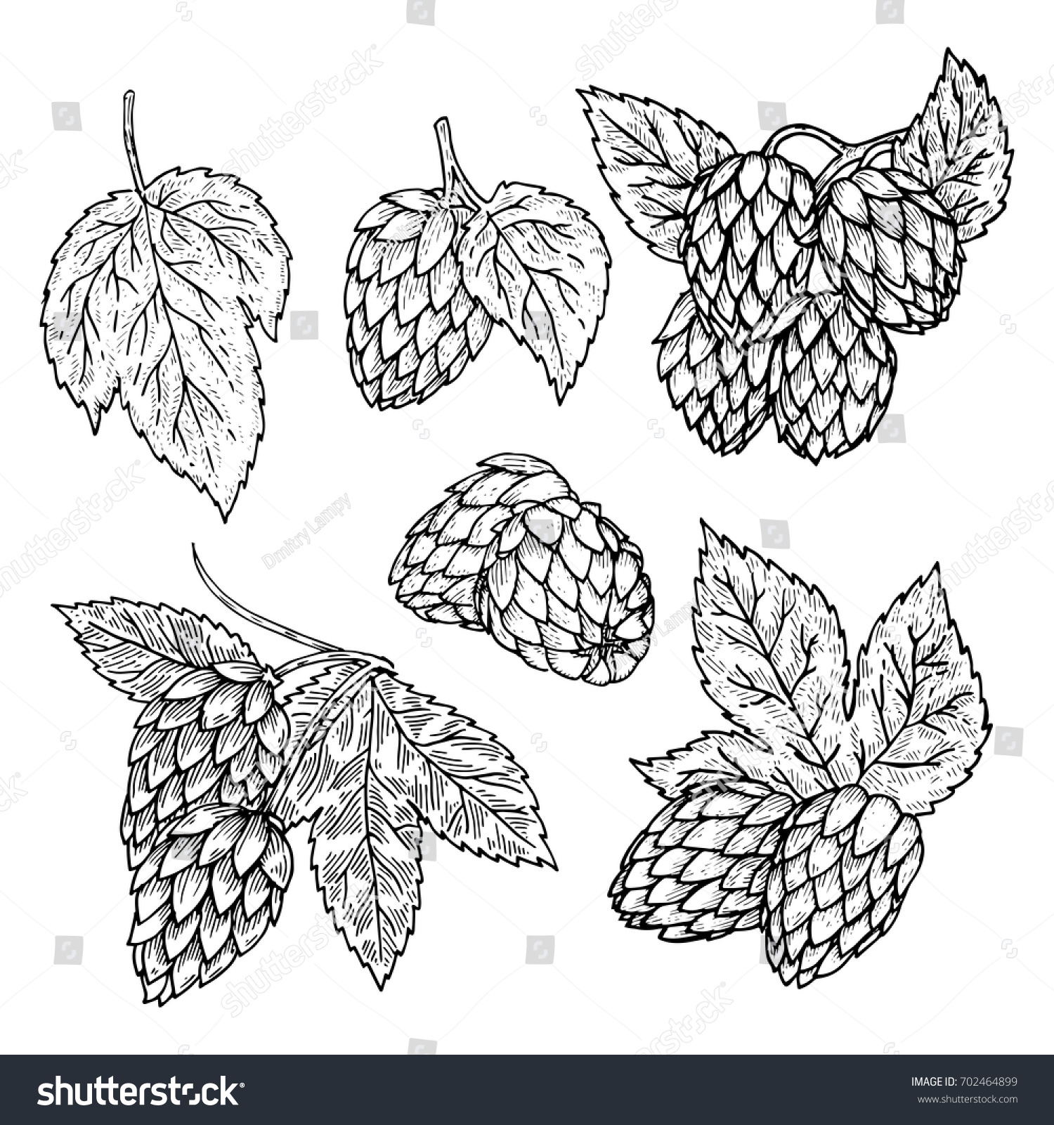 Hand Drawn Engraving Style Hops Set Stock Vector (Royalty Free ...