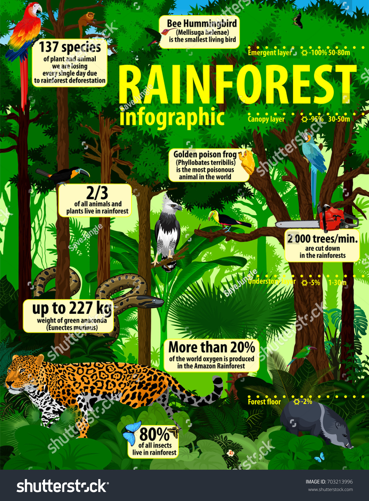 Rainforest Jungle Infographic Animals Vector Illustration Stock Vector ...