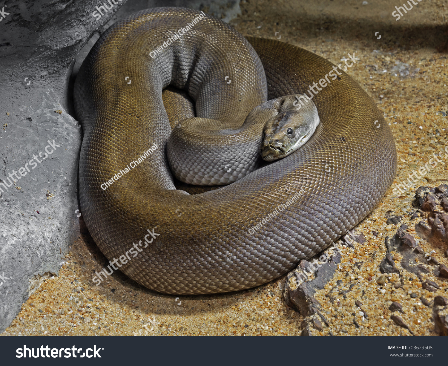 Closeup Patternless Green Burmese Python On Stock Photo 703629508