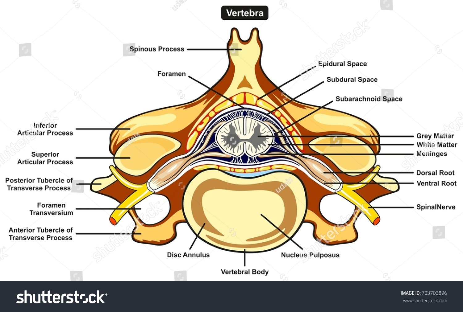 Vertebra Cross Section Human Body Anatomy Stock Illustration 703703896 Shutterstock 9356